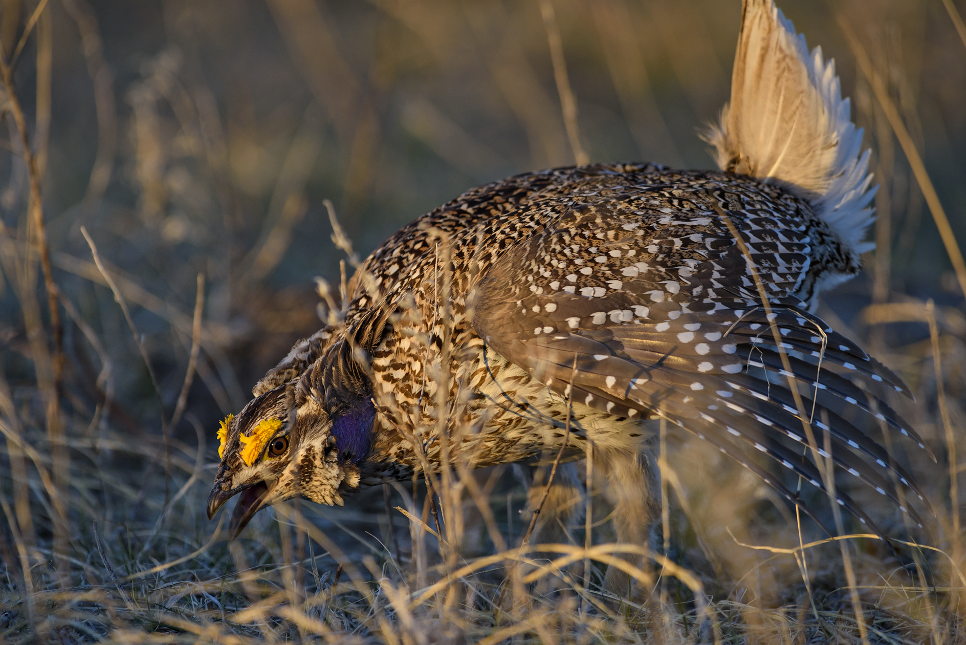 Sunrise at the Lek II