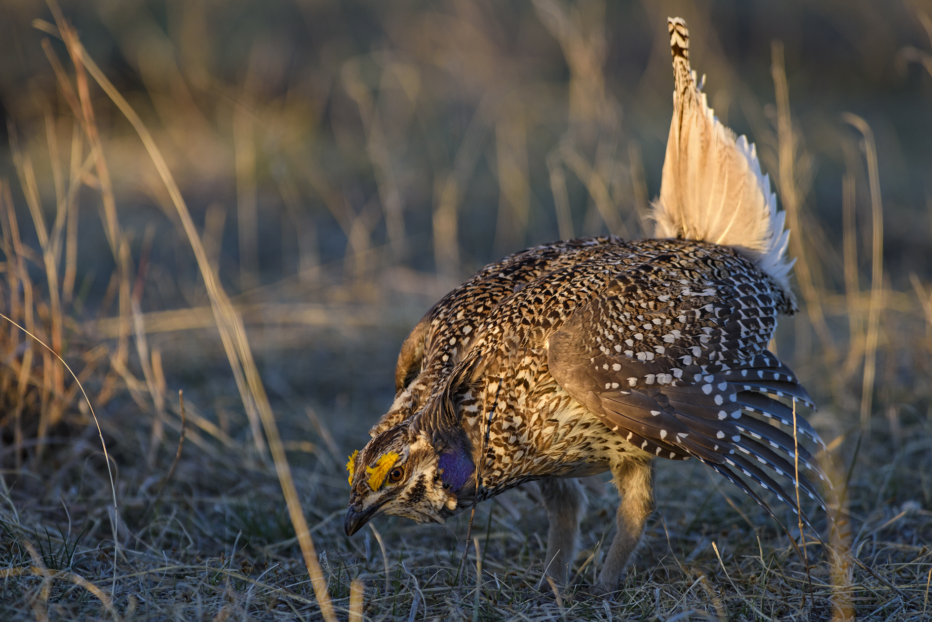 Sunrise at the Lek III
