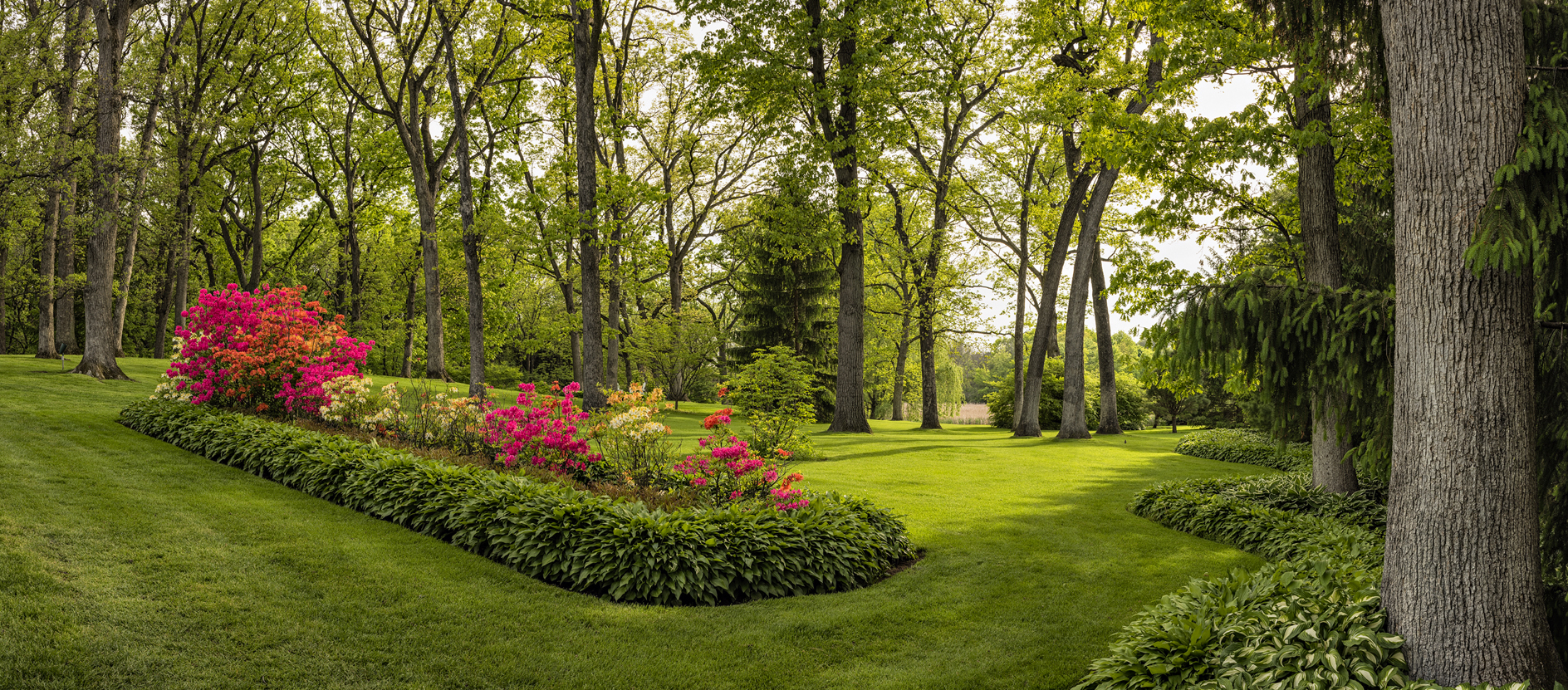 Surrounded by Hostas
