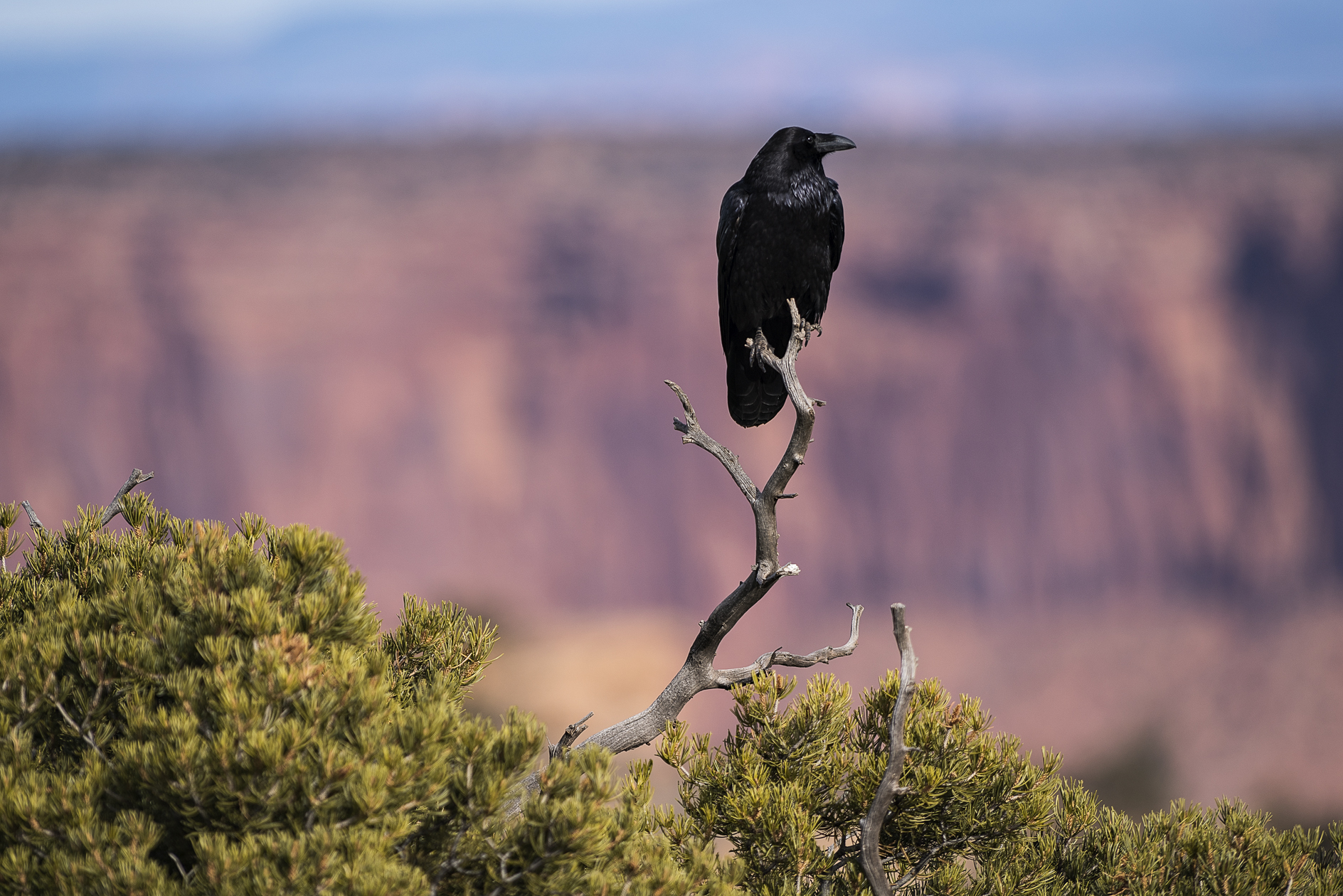 Surveying the Canyon