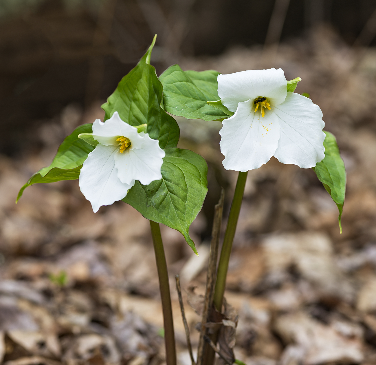 Sweet Trilliums