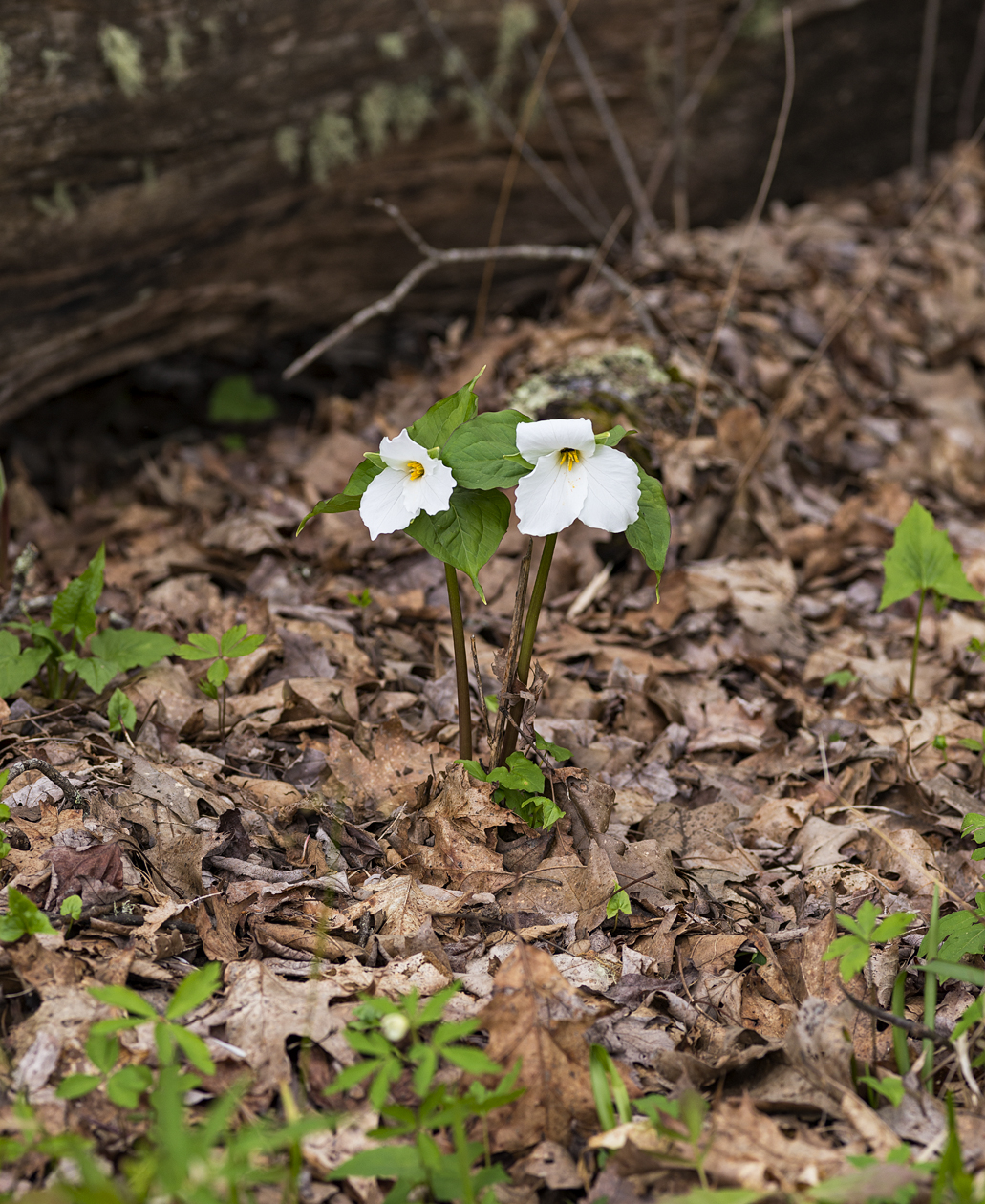 Sweet Trilliums II