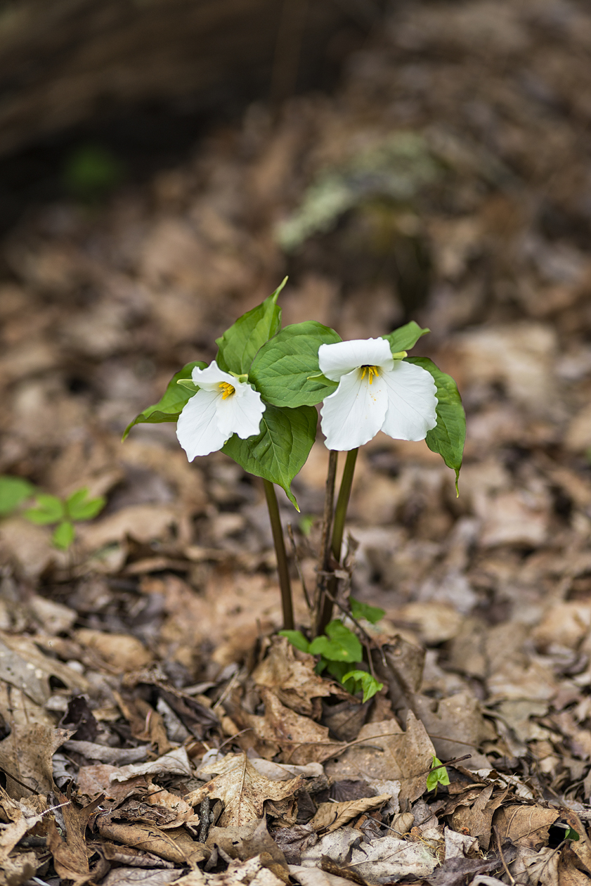 Sweet Trilliums III