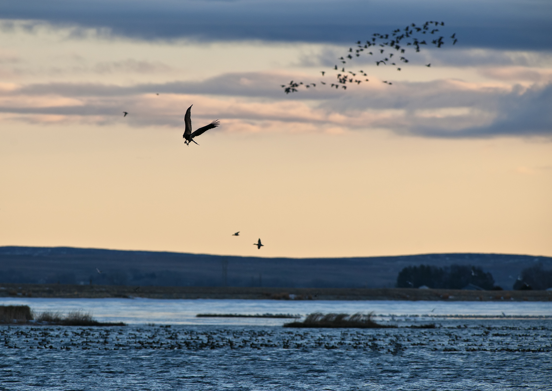 Swoop and Grab Artist