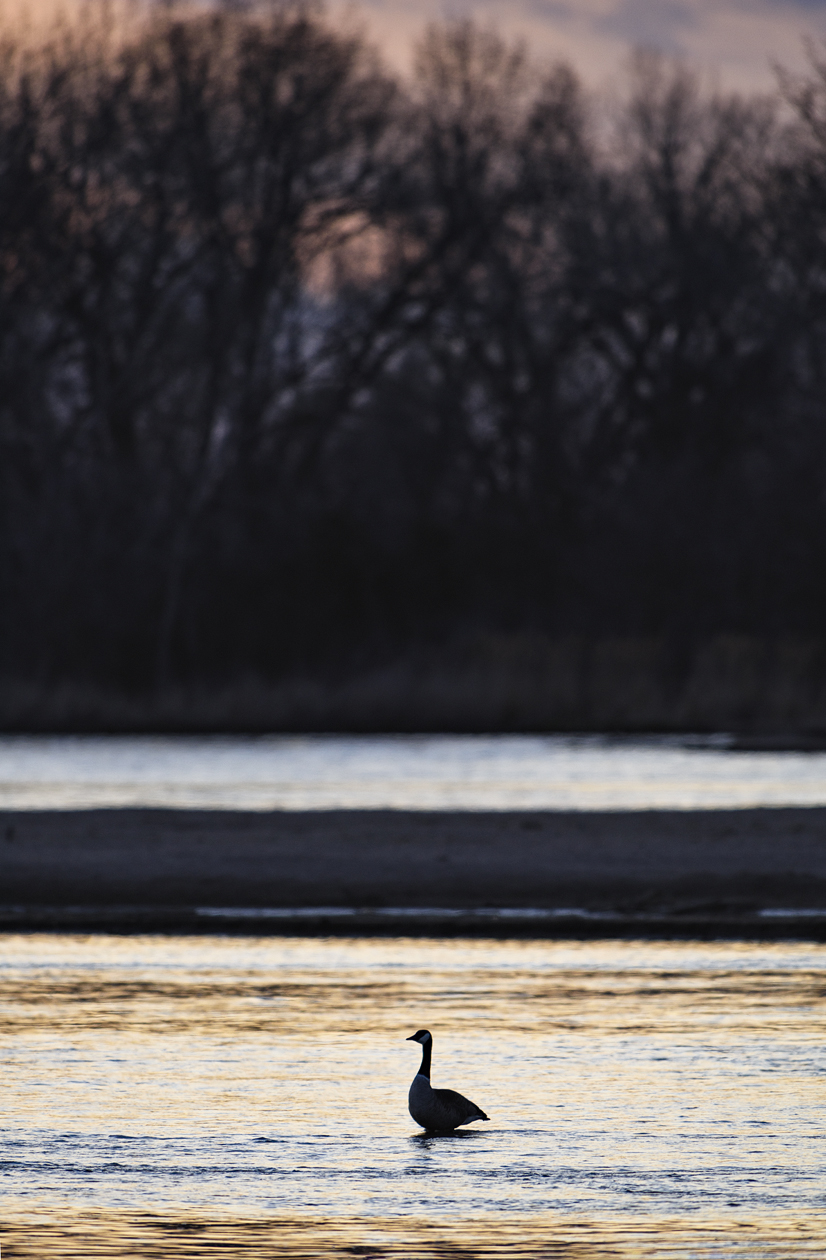 Taking an Evening Gander