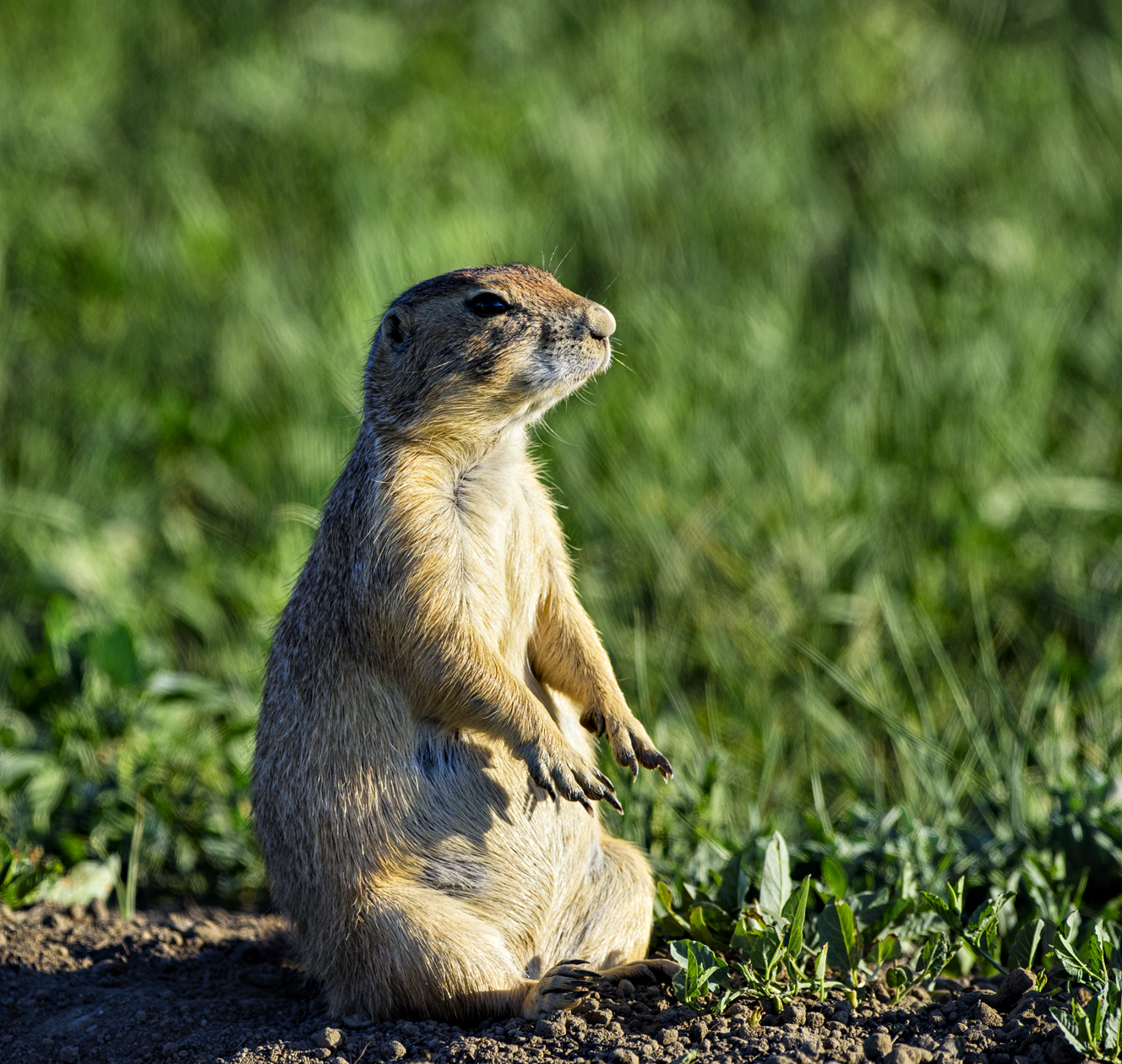 Taking the Evening Sun