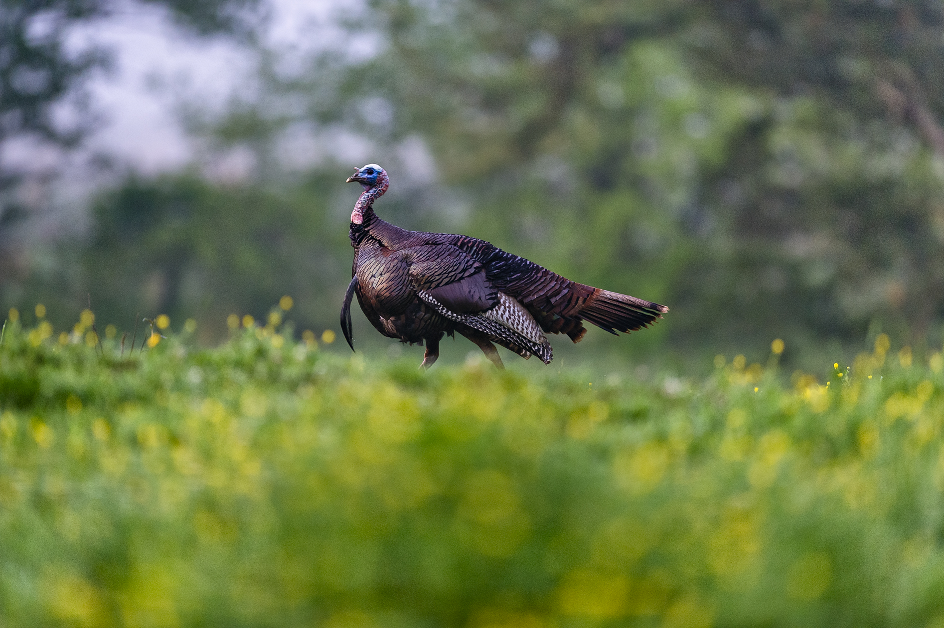 Taking the Morning Air