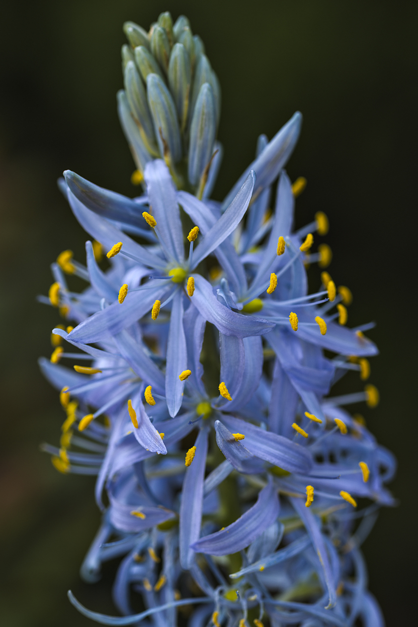 Taking the Morning Shade