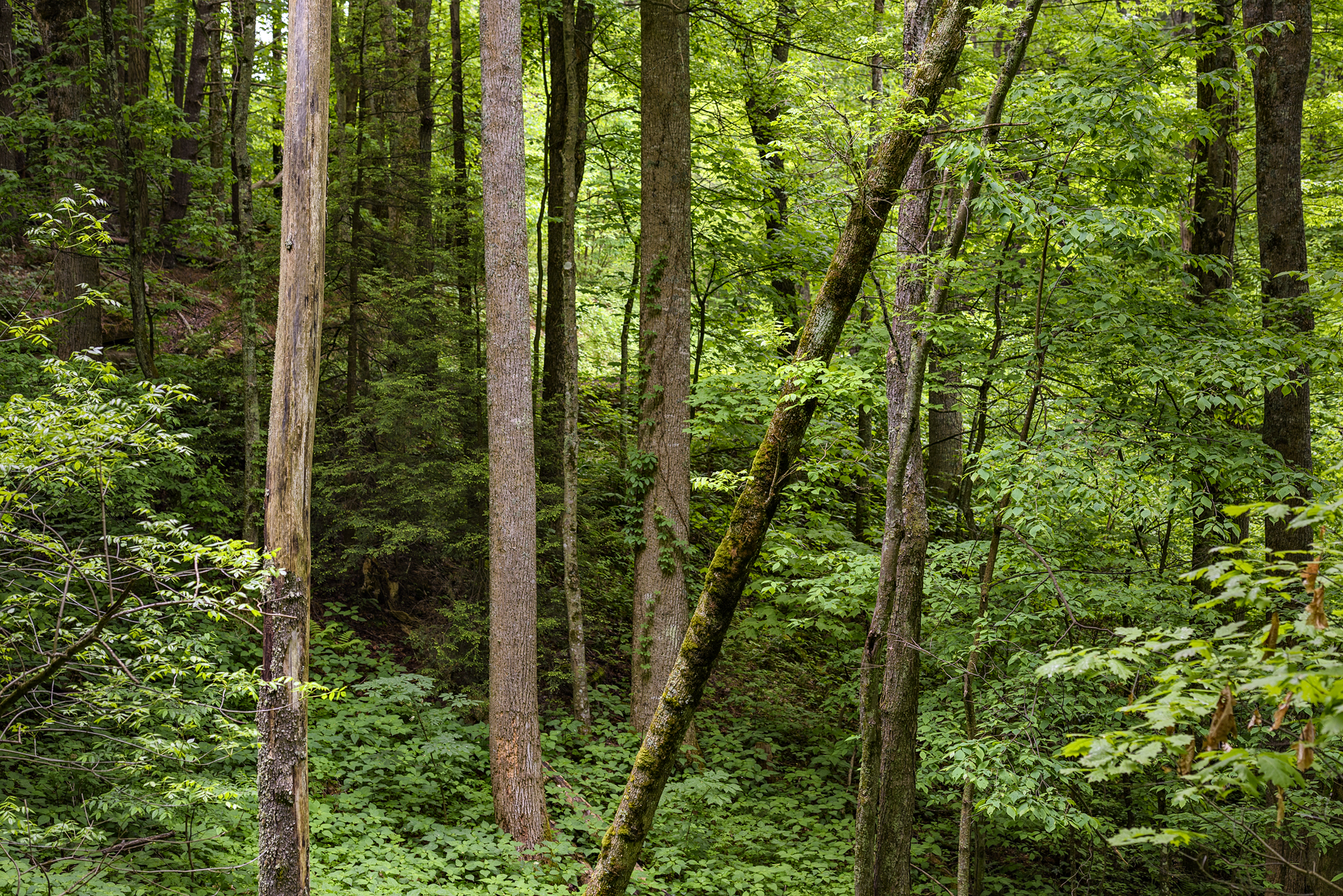 Telling a Straight Story