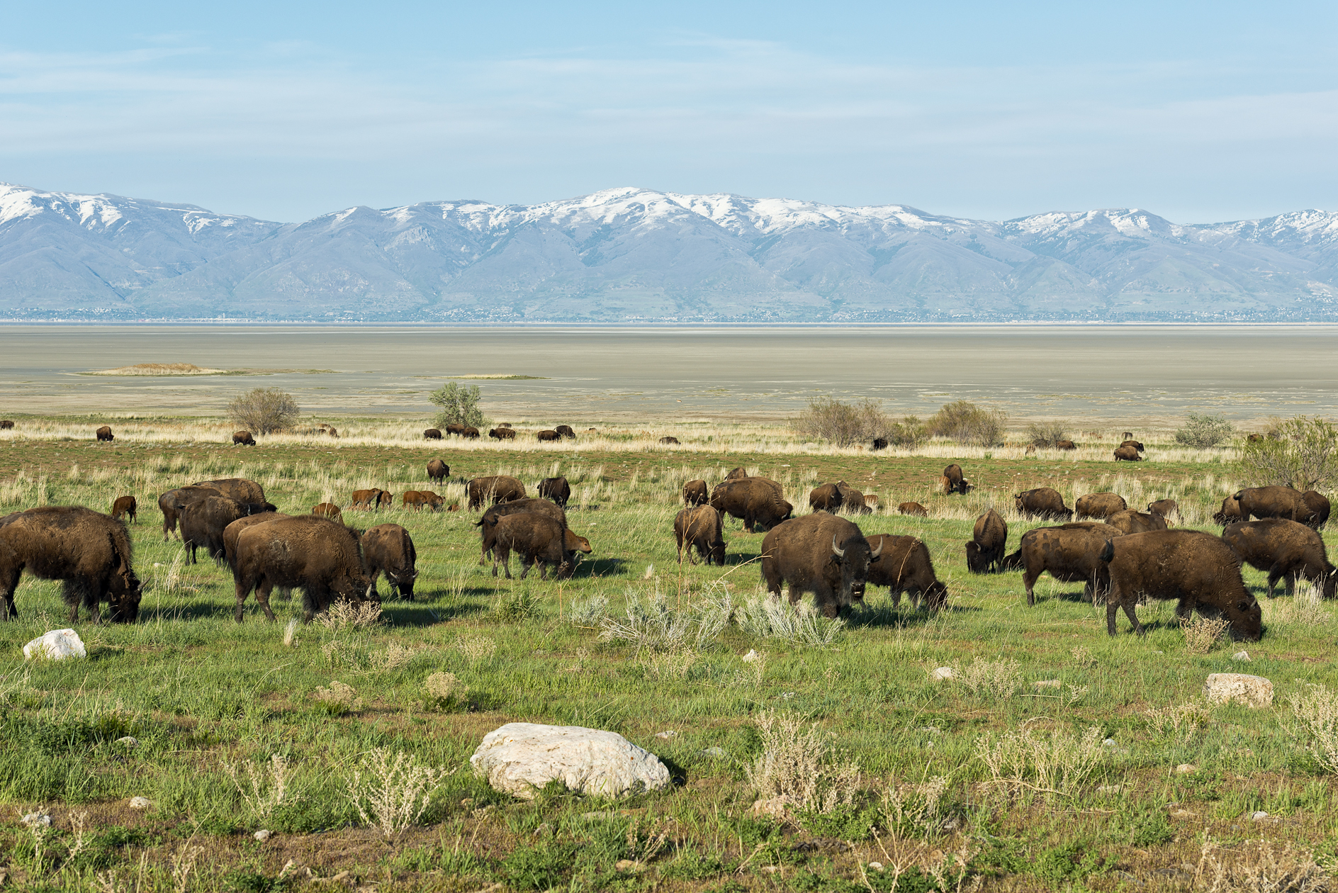 The Grass is Greener