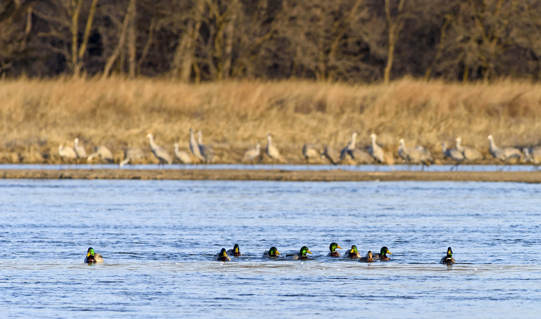 The Only Hen In Town