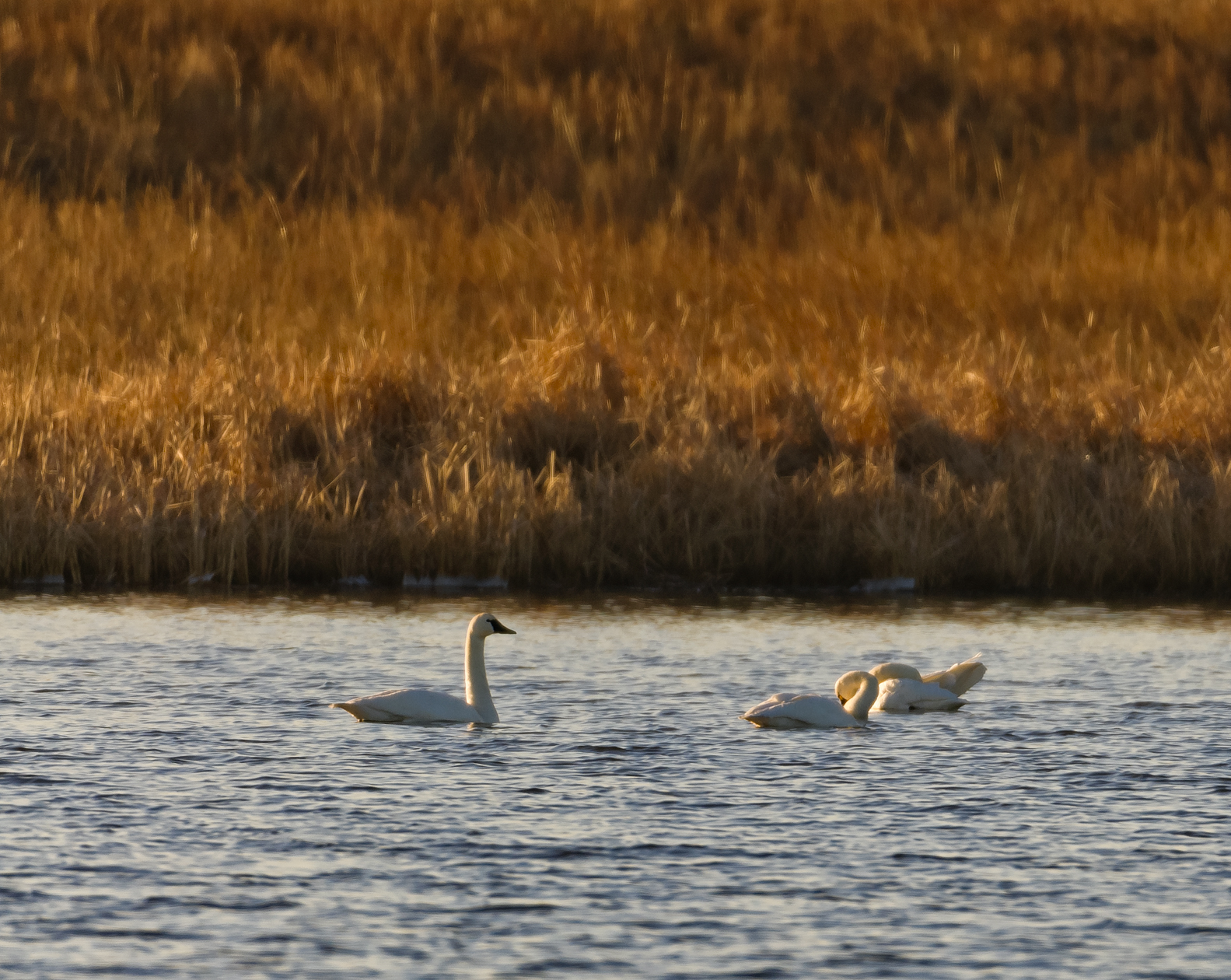 Thinking of Valentines