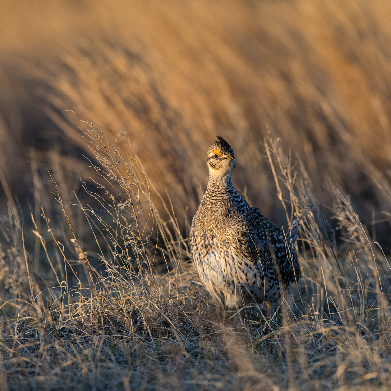 Thought I Heard a Puddy Tat