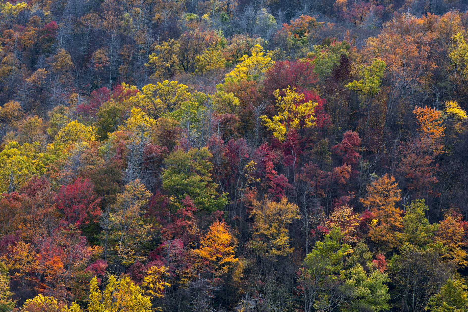 Through Thick and Thin