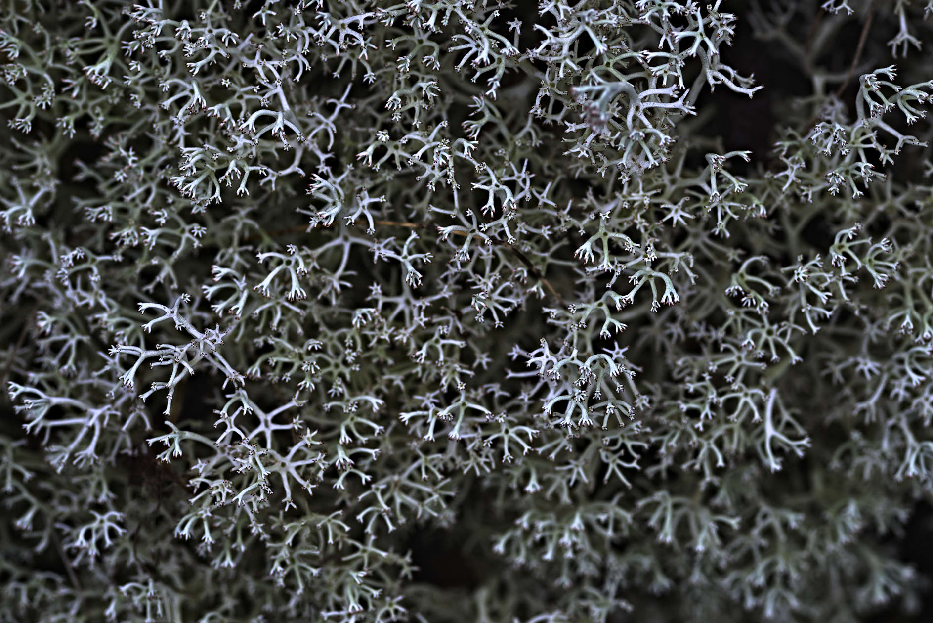 Too Many Hands in the Pot