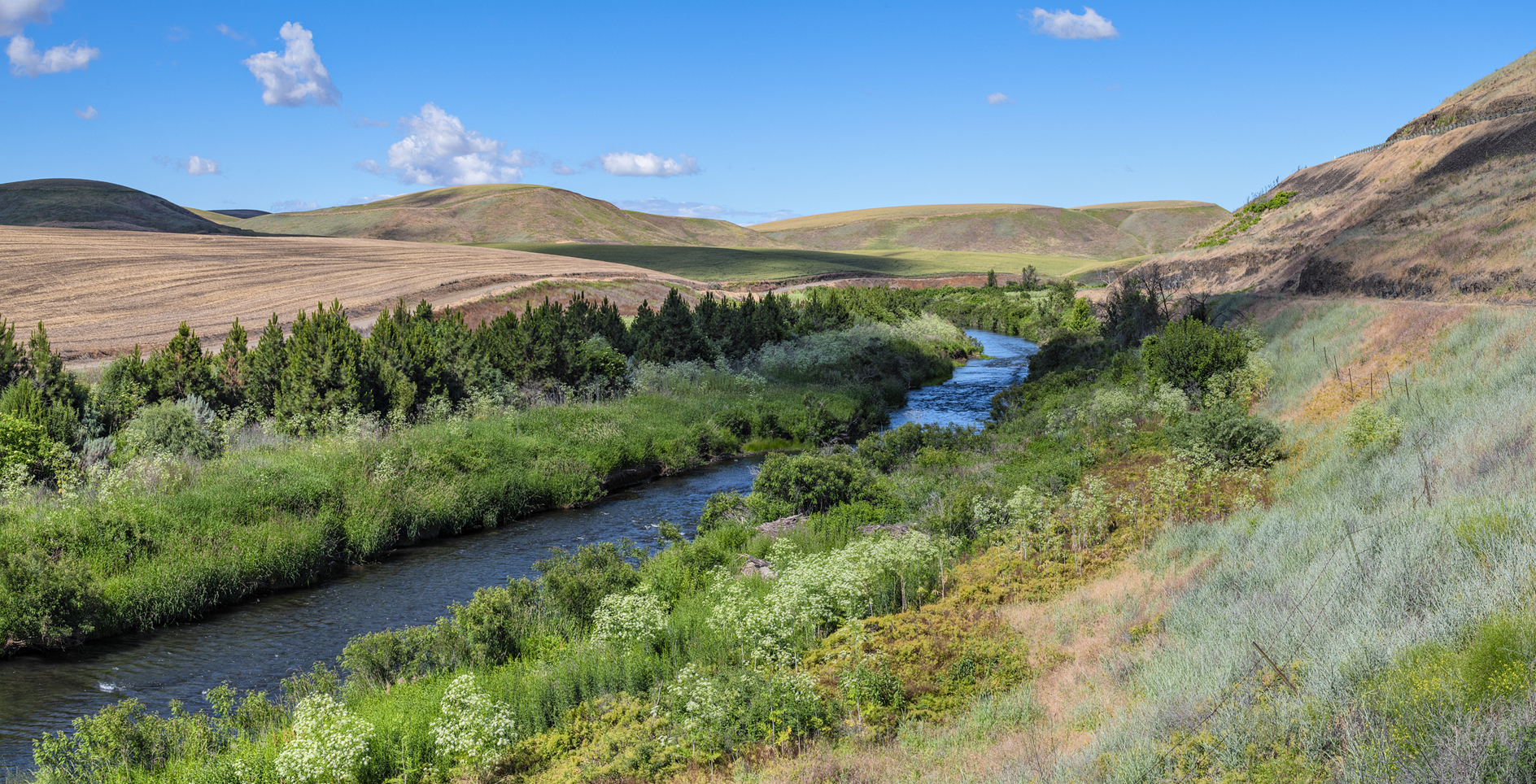 Touchet River Morning II