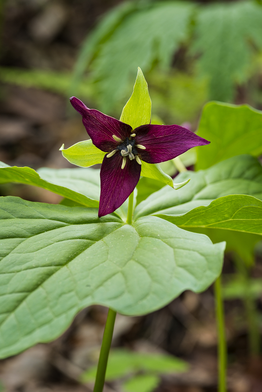 Trillium Morning