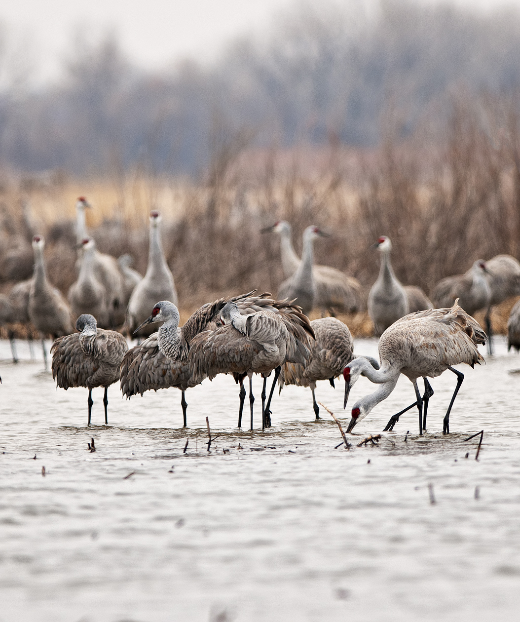 Trolling for Tidbits