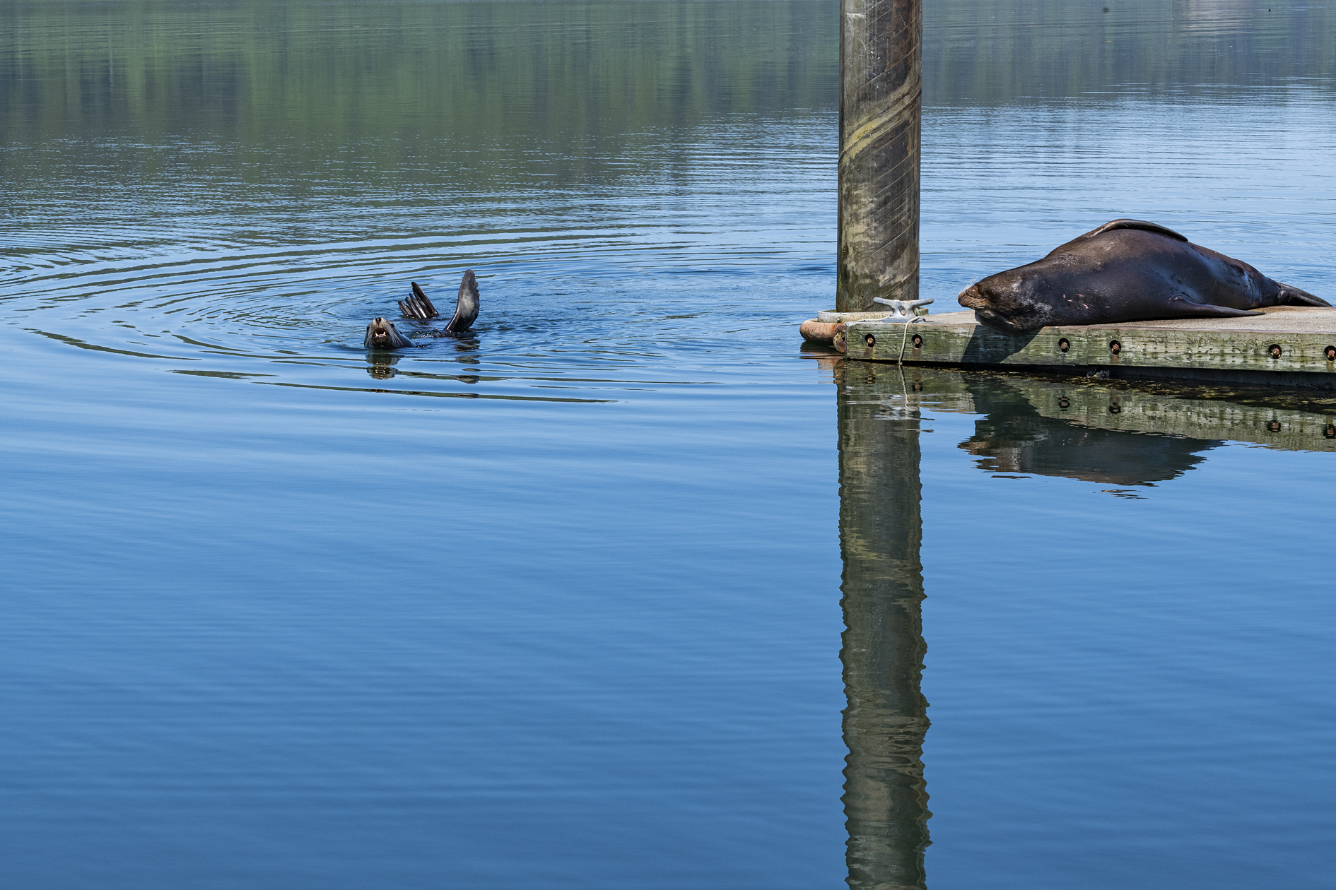 Trolling the Big Guy