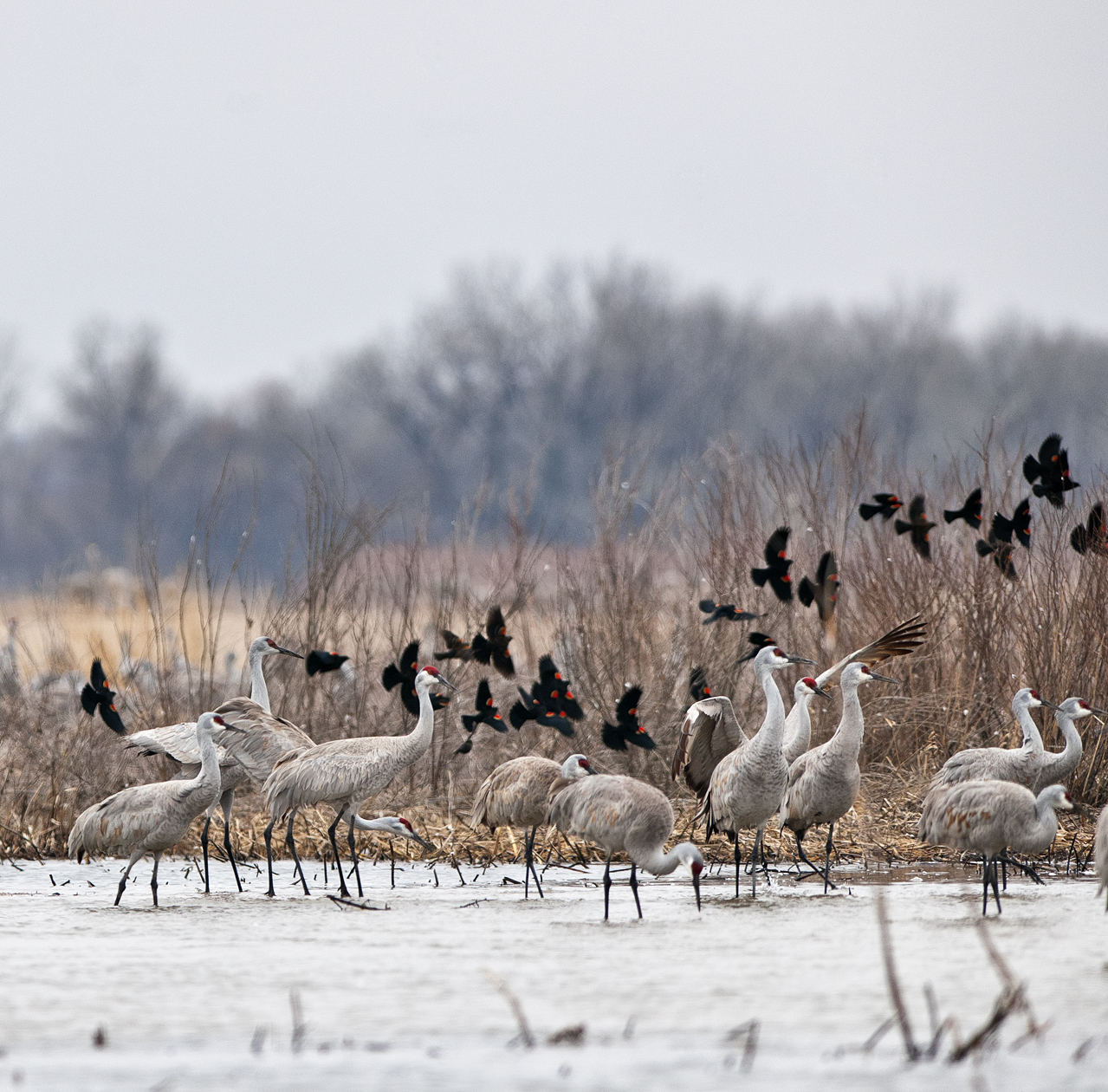 Twenty Four Blackbirds