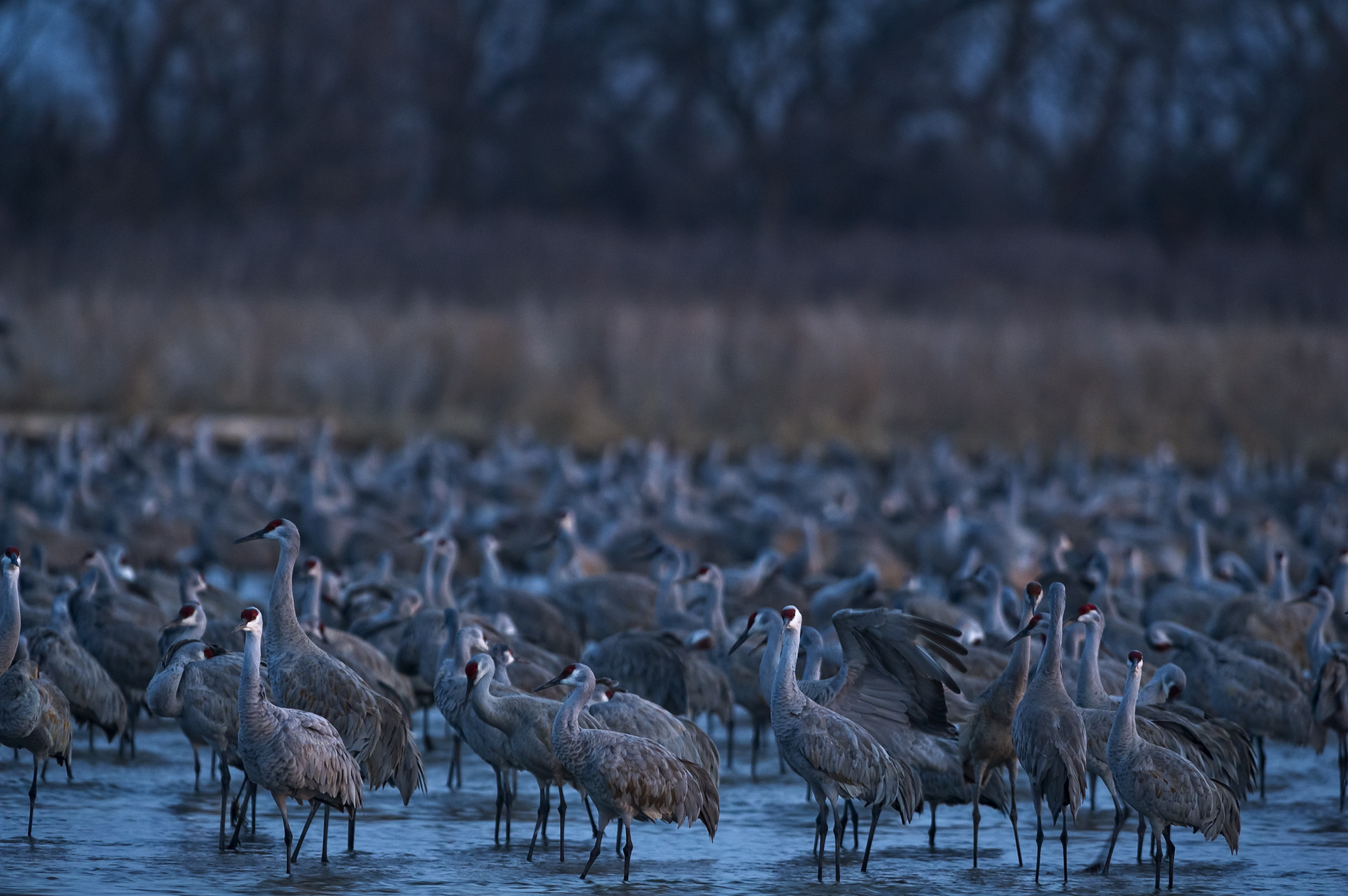 Twilight at the River