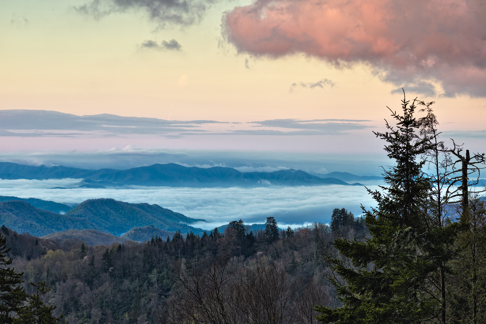 Under a Pink Umbrella