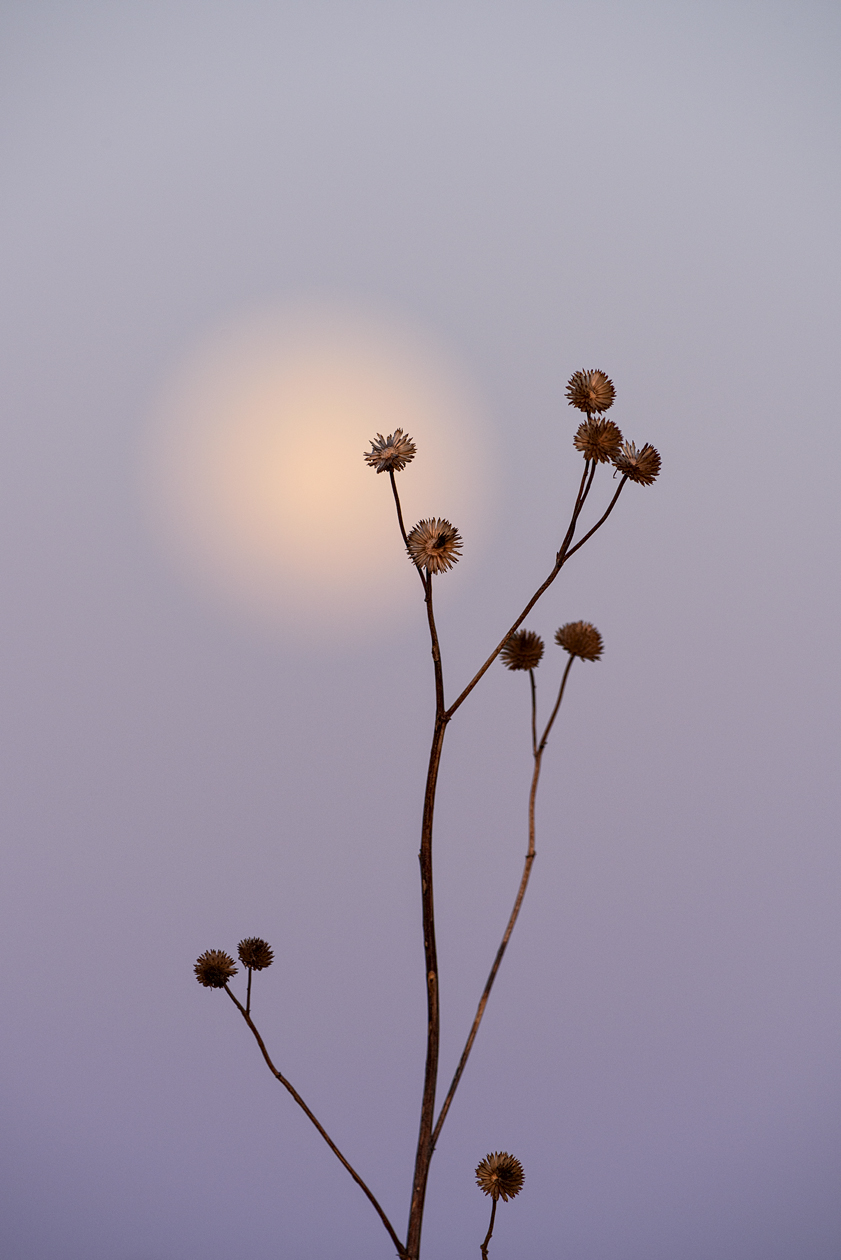 Under the Prairie Moon