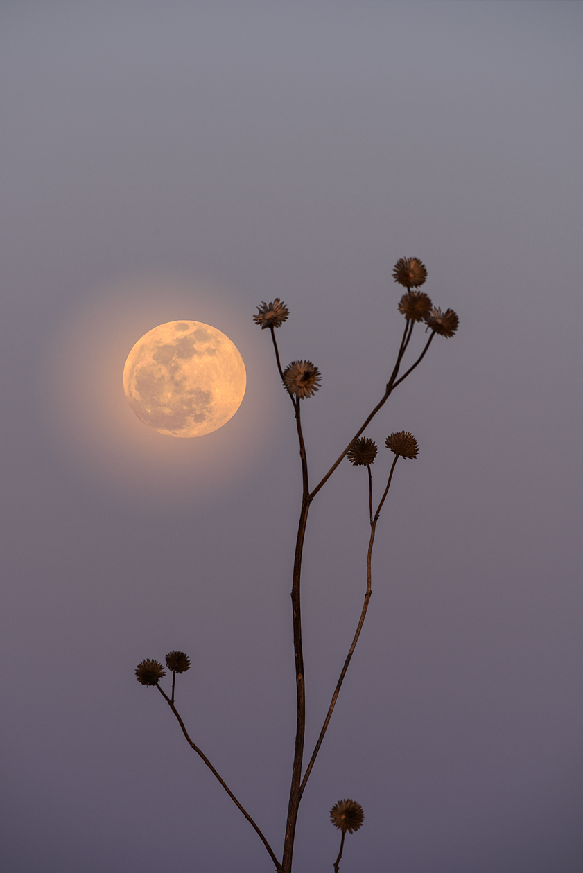 Under the Prairie Moon II