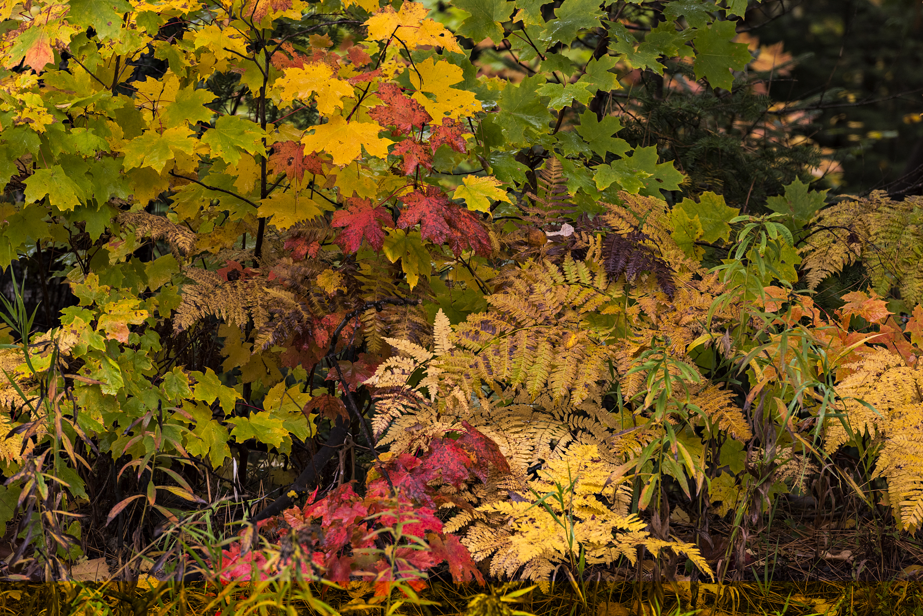 Understory Excitement