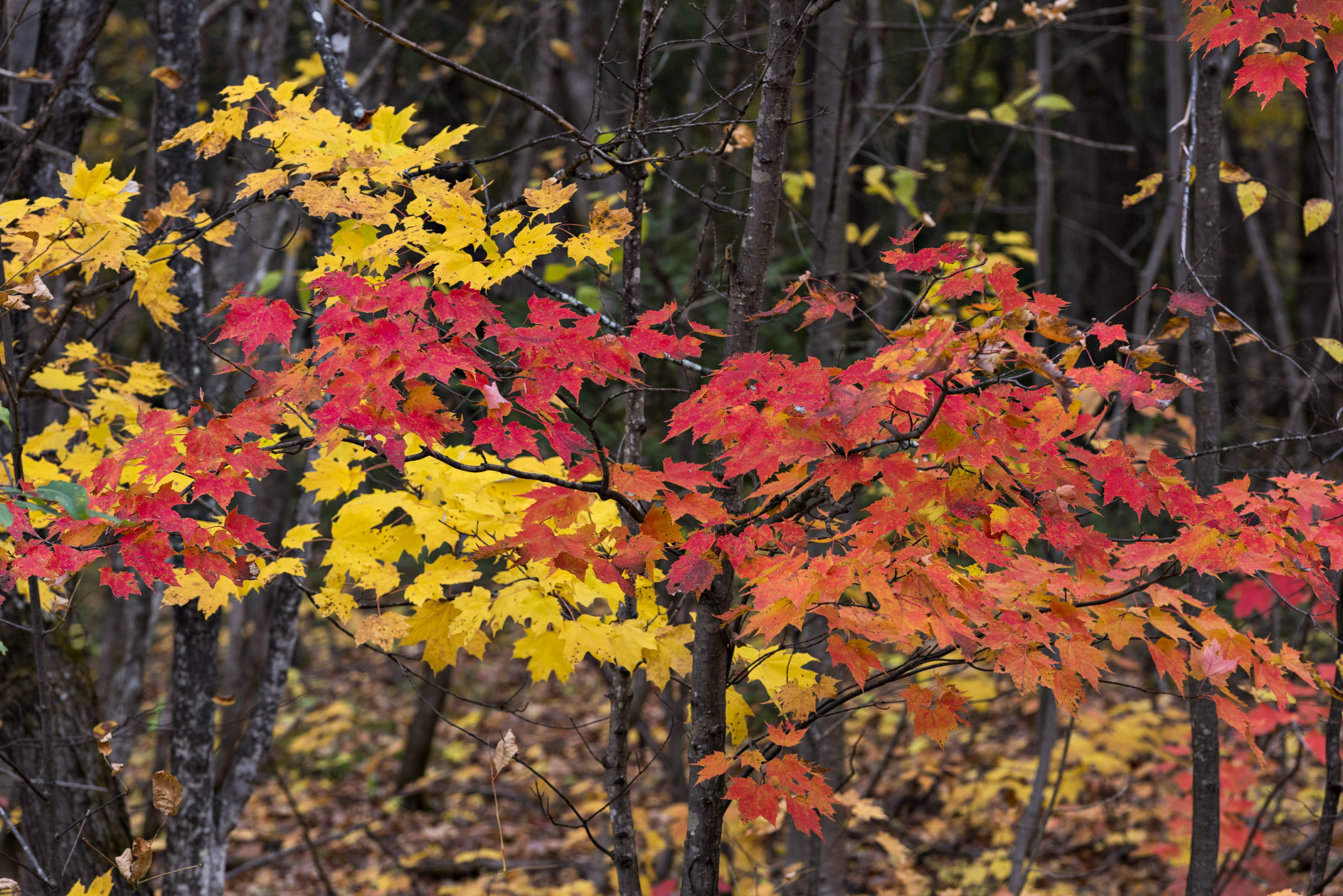 Understory Excitement II