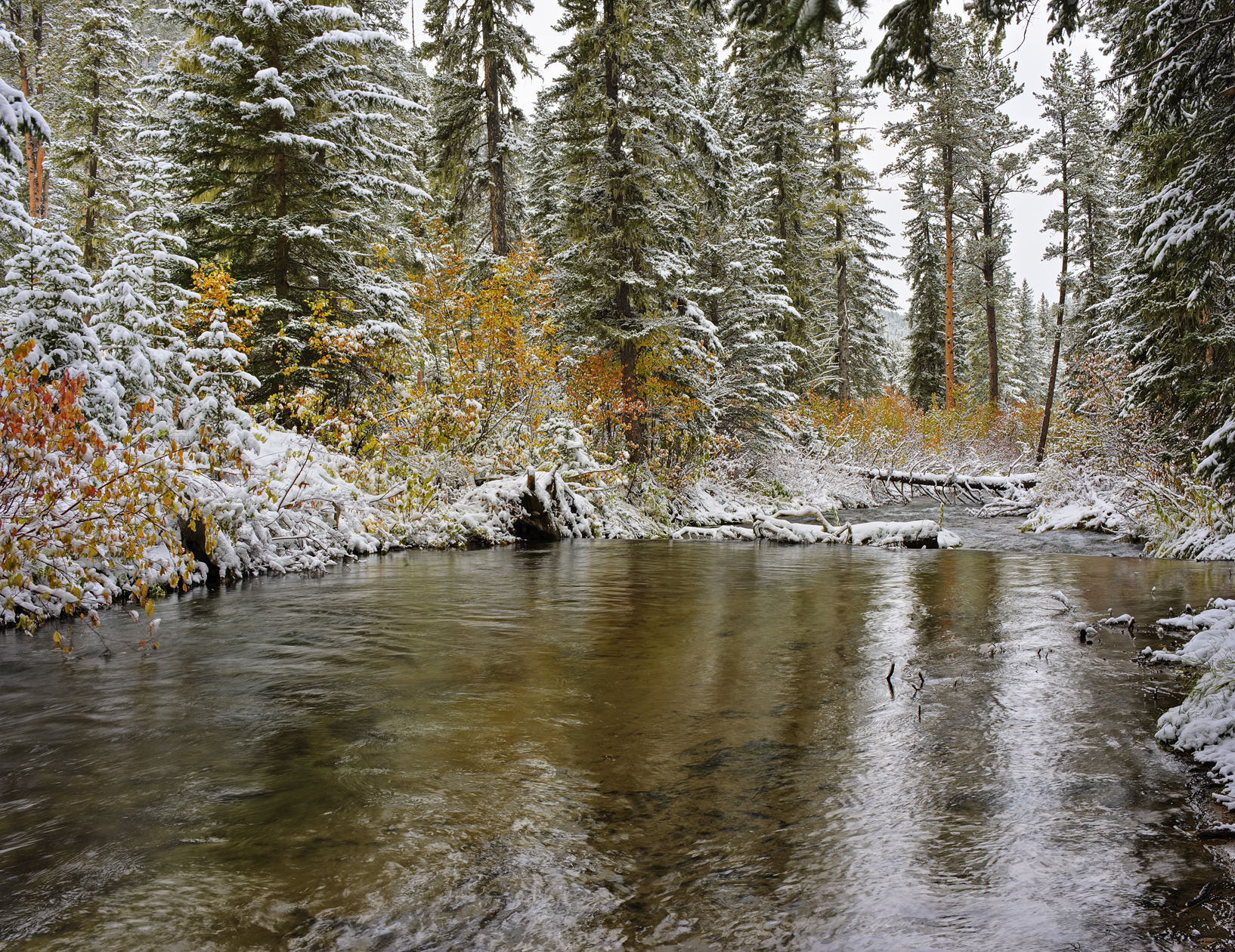 Understory Statement