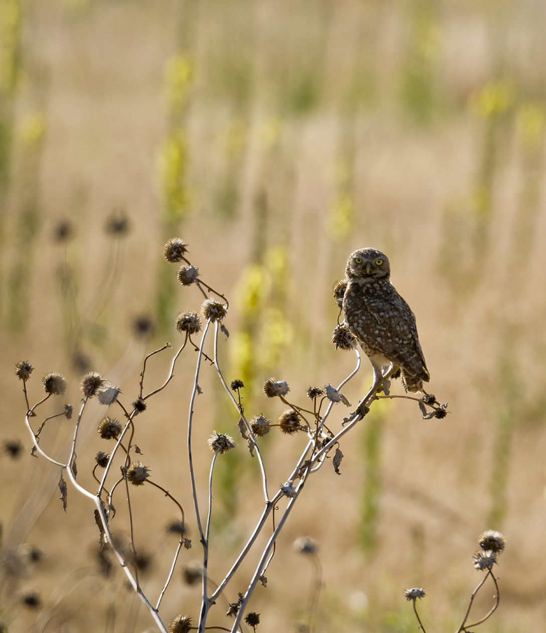 Unwelcome Interruption