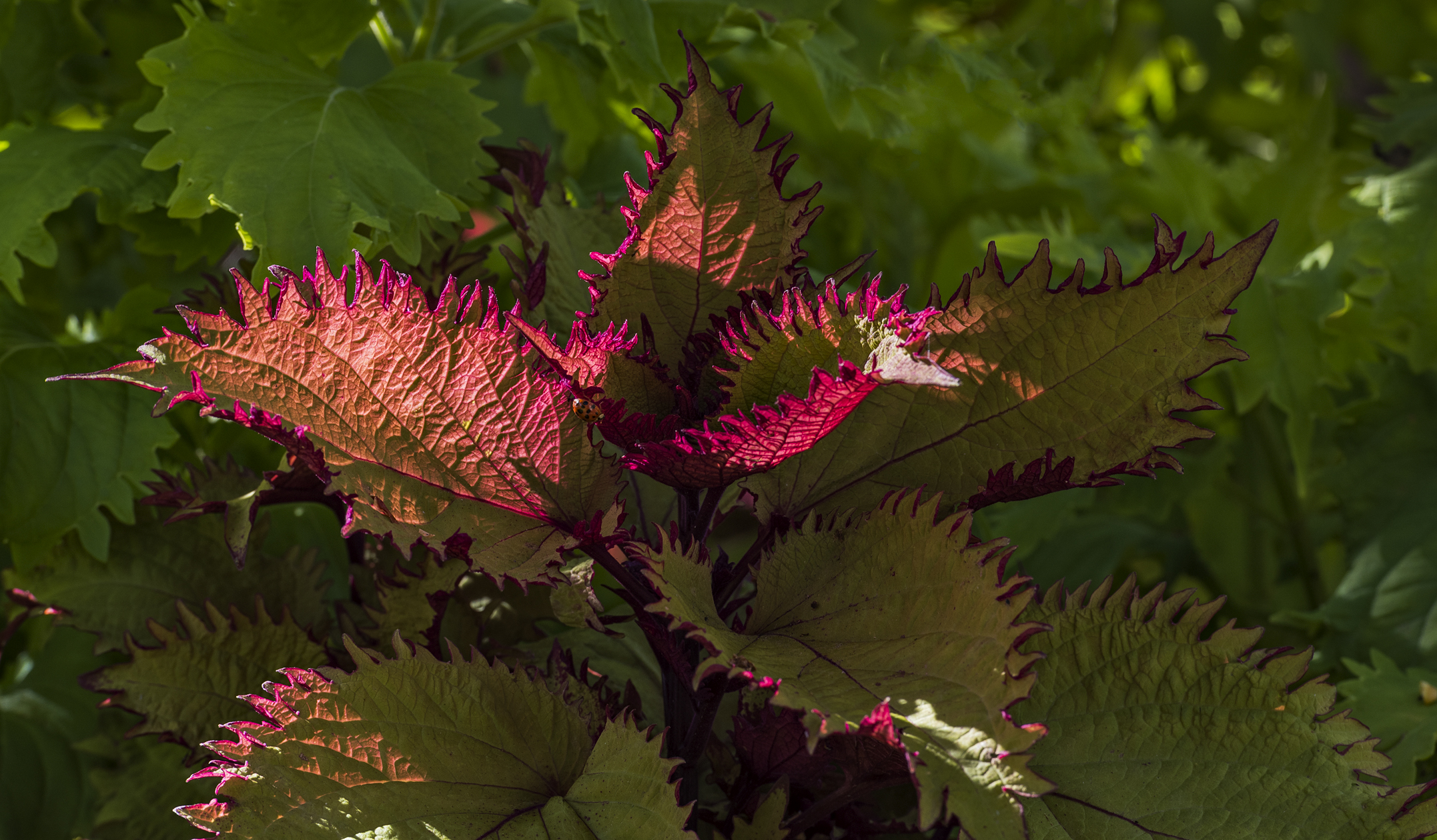 Variegated Vanities II