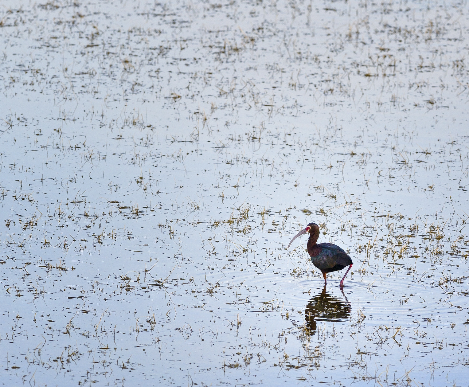 Wading Ibis
