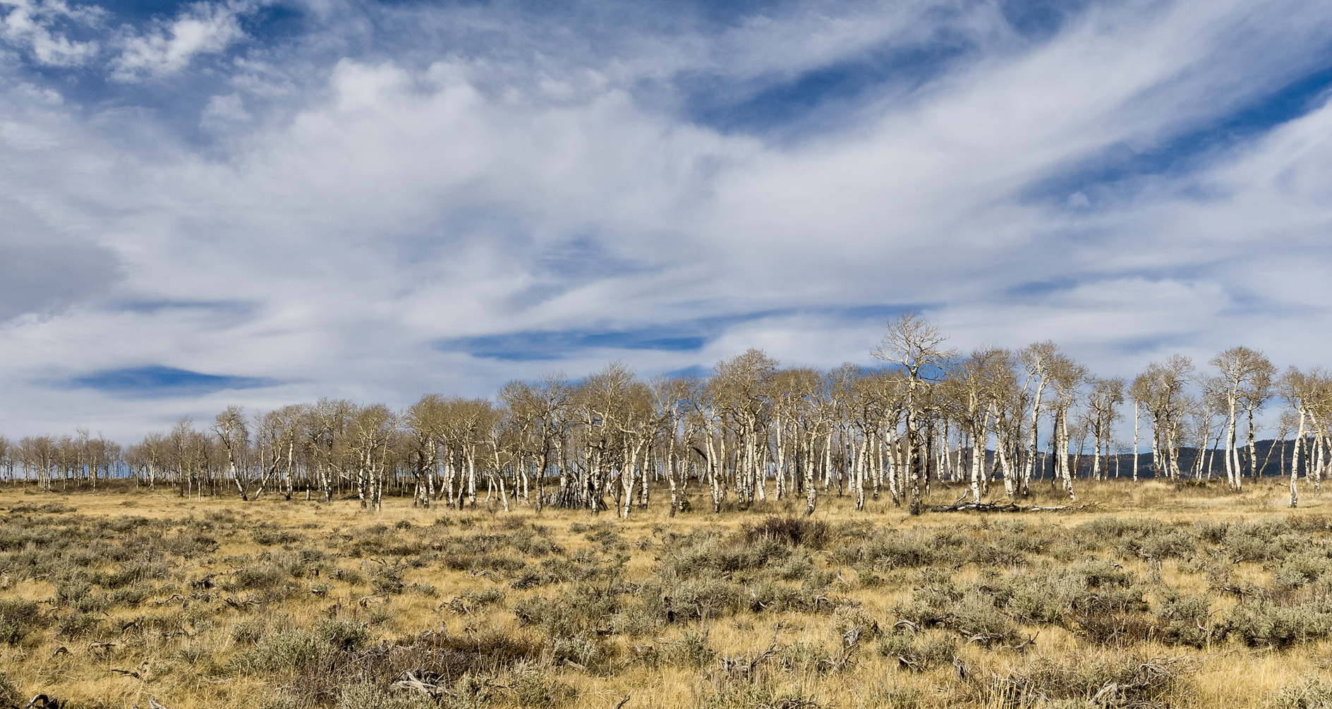 Waiting for the Aspens