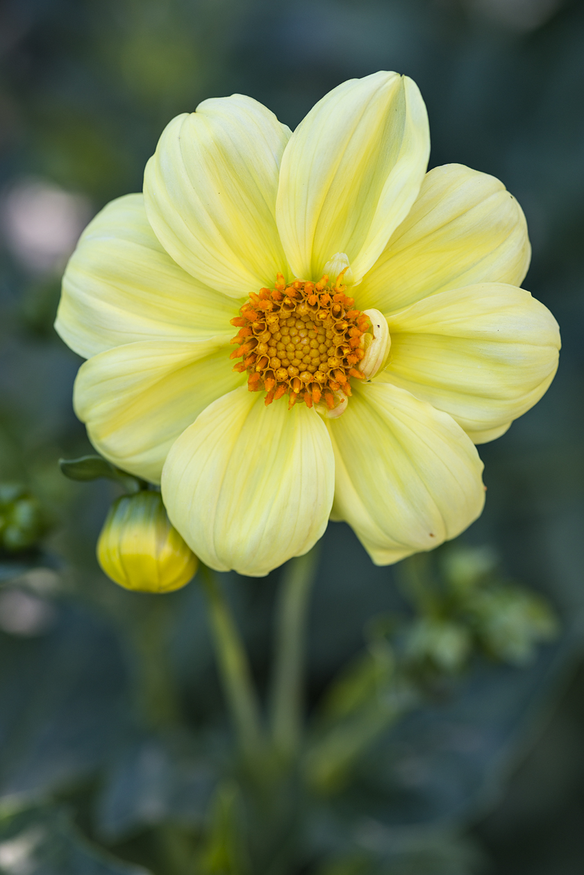 Waiting in the Wings