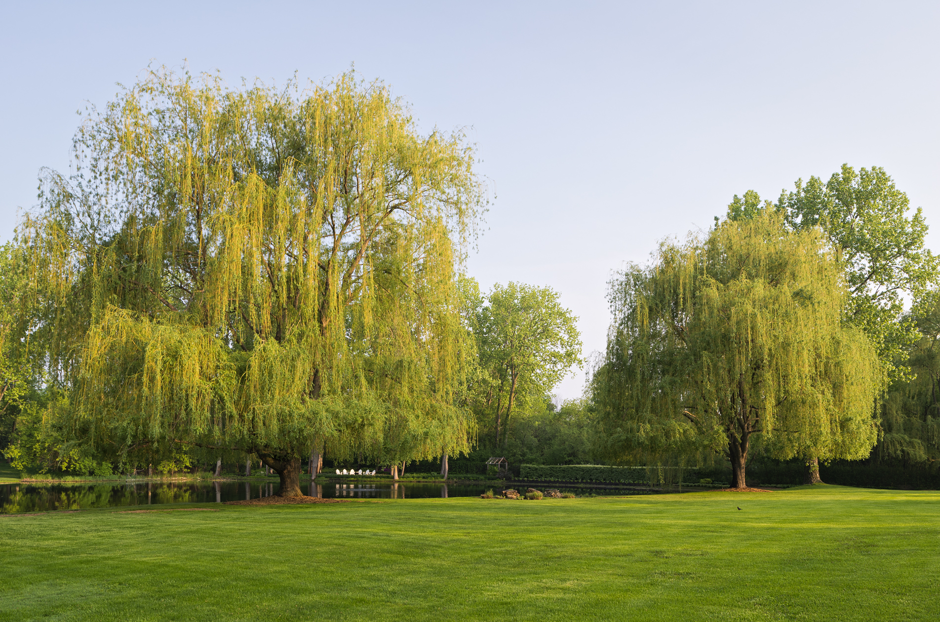 Waking the Willows II