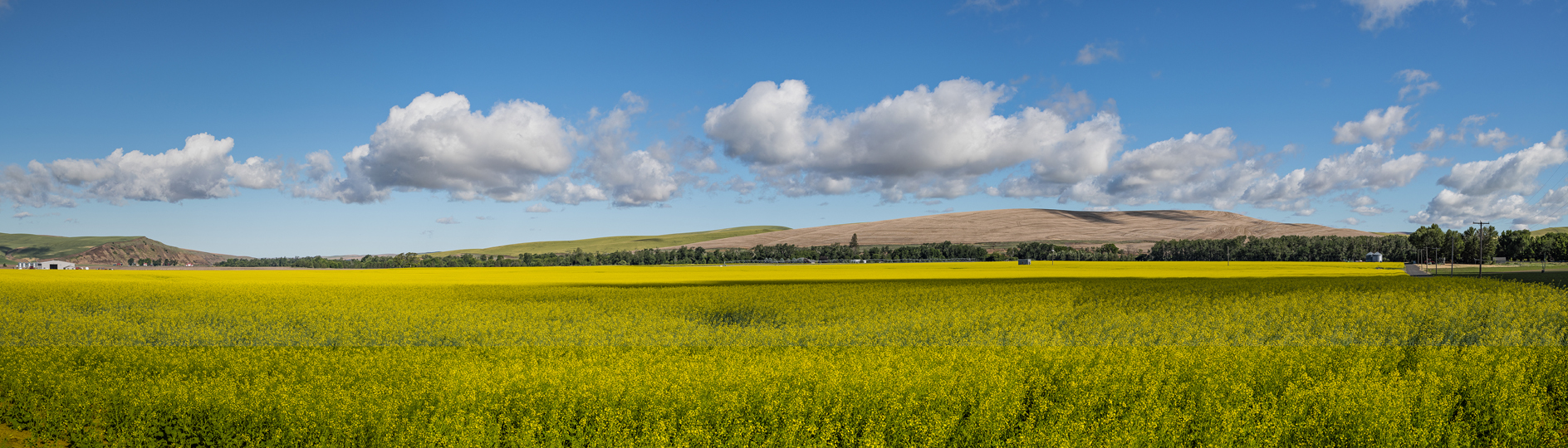 Walla Walla County Morning III