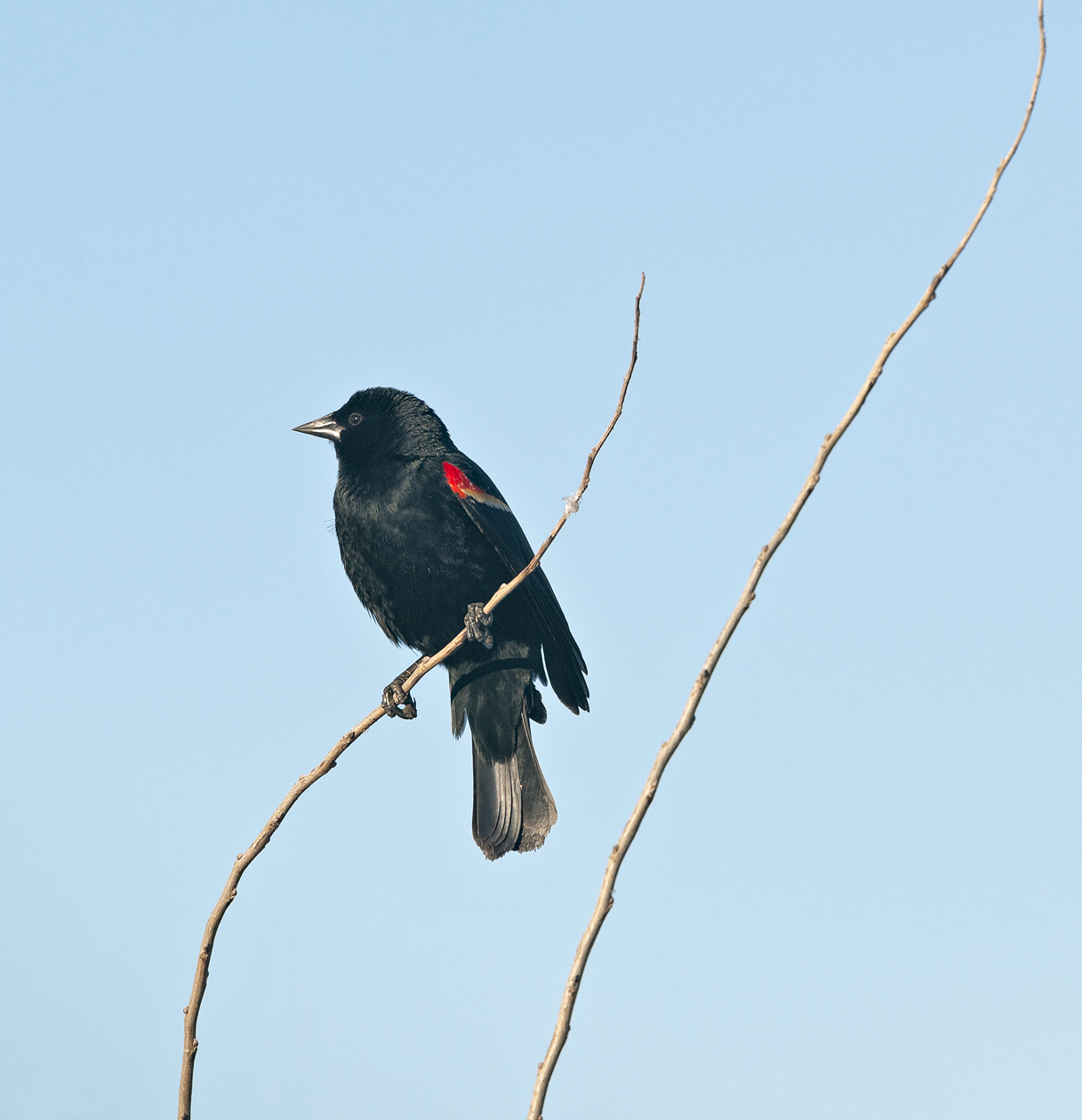 Watching the Morning Unfold