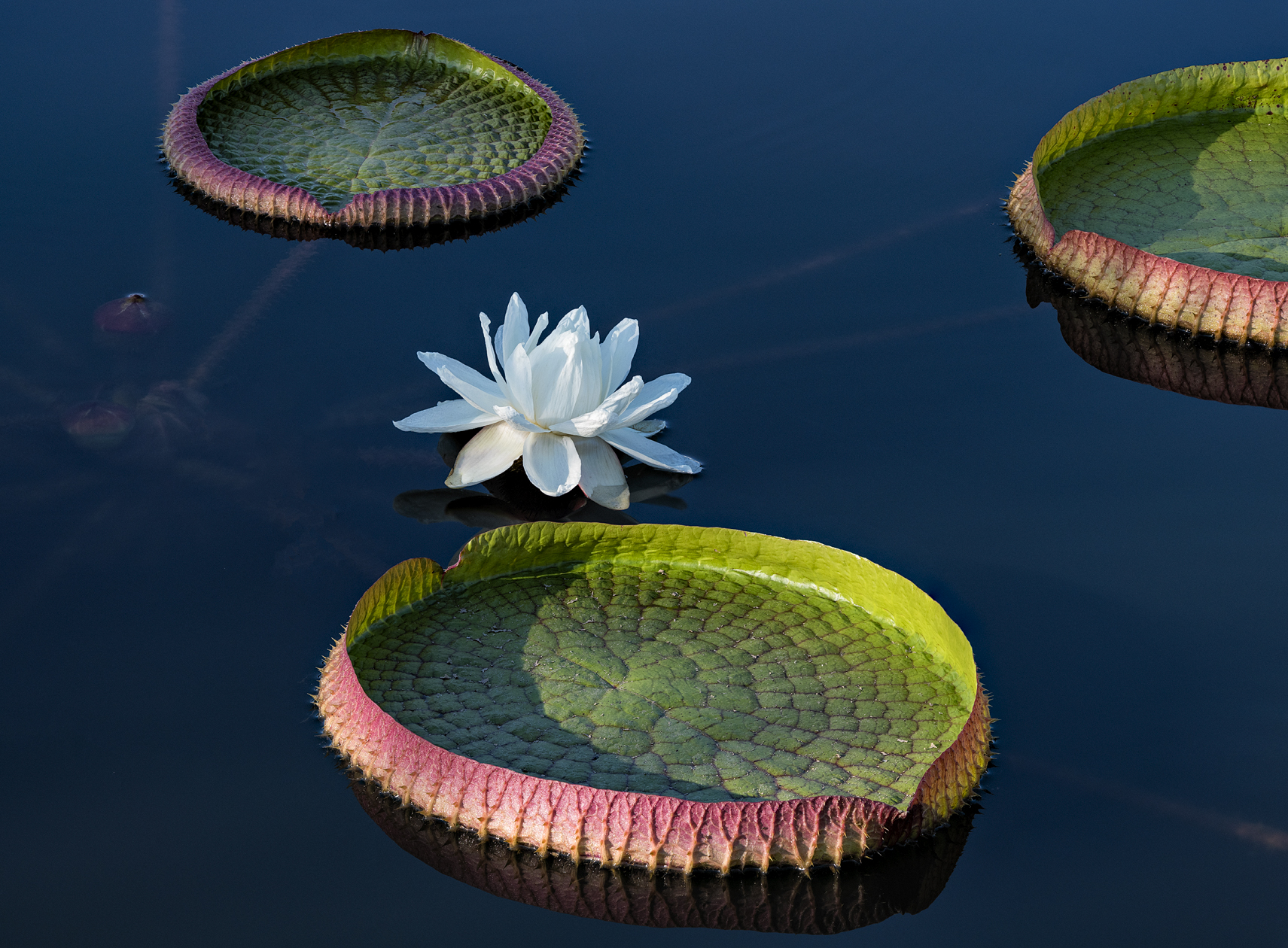 Water Garden Morning