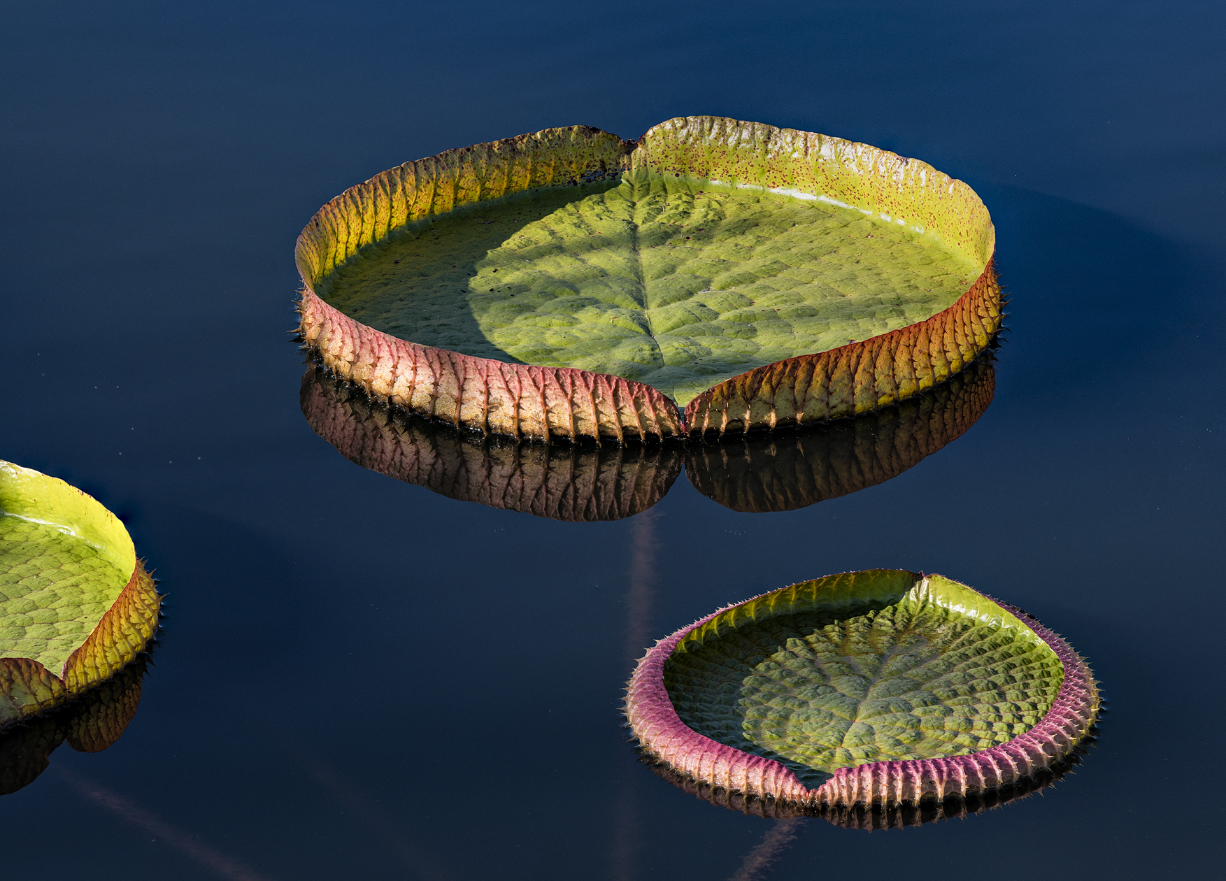 Water Garden Morning II