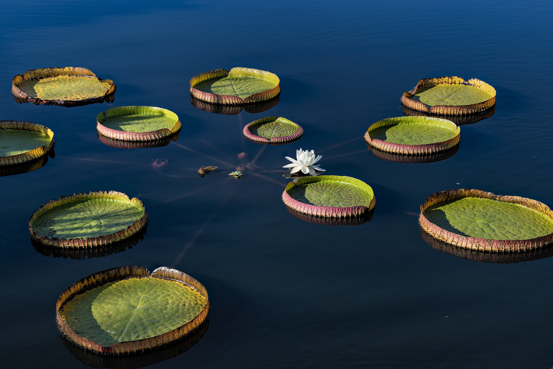 Water Garden Morning III