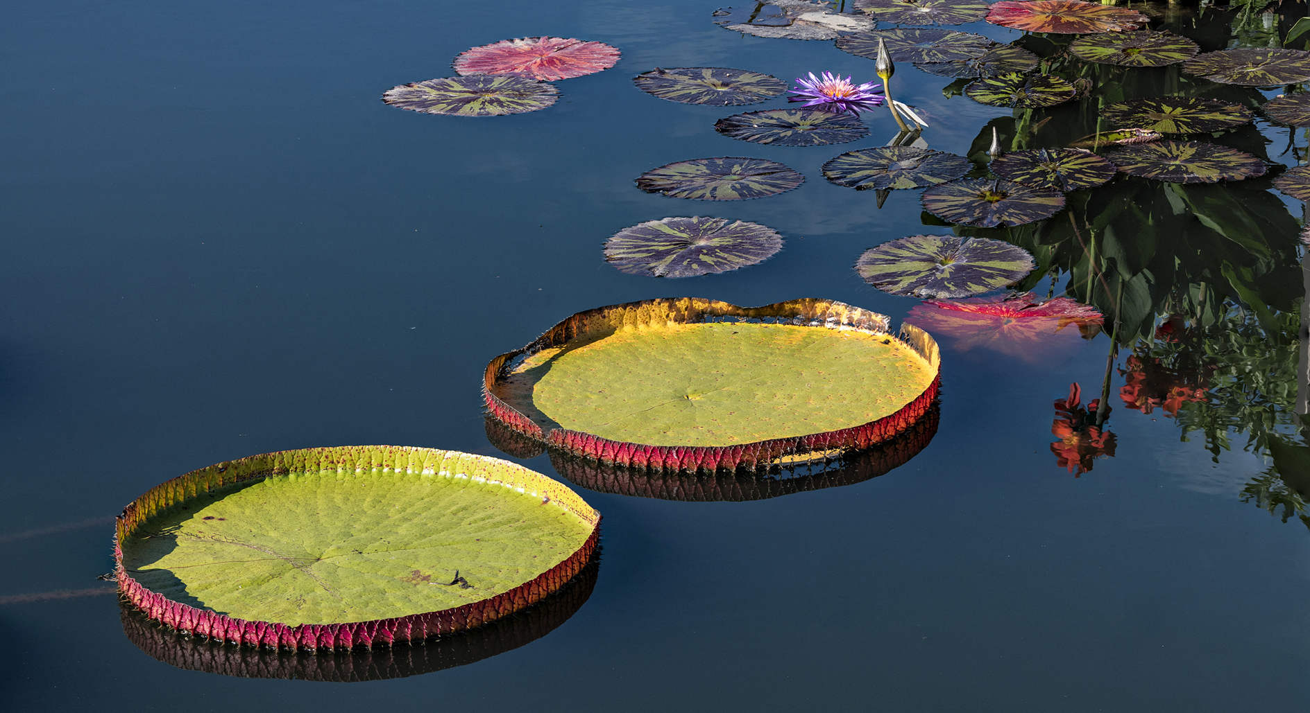 Water Garden Morning IV