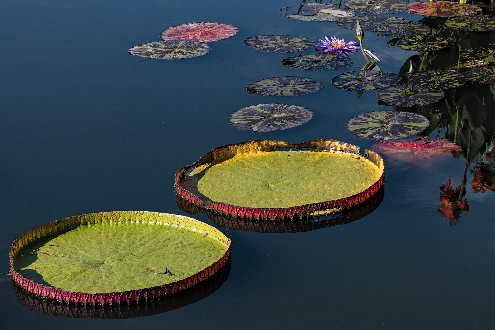 Water Garden Morning V