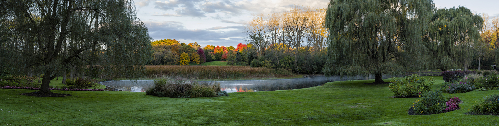 Weeping Willow Morning