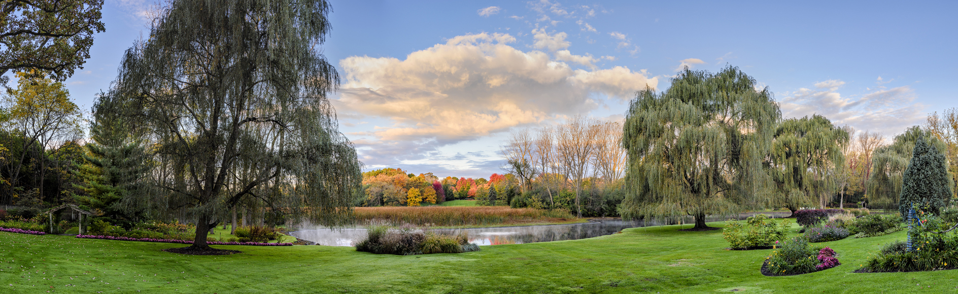 Weeping Willow Morning II