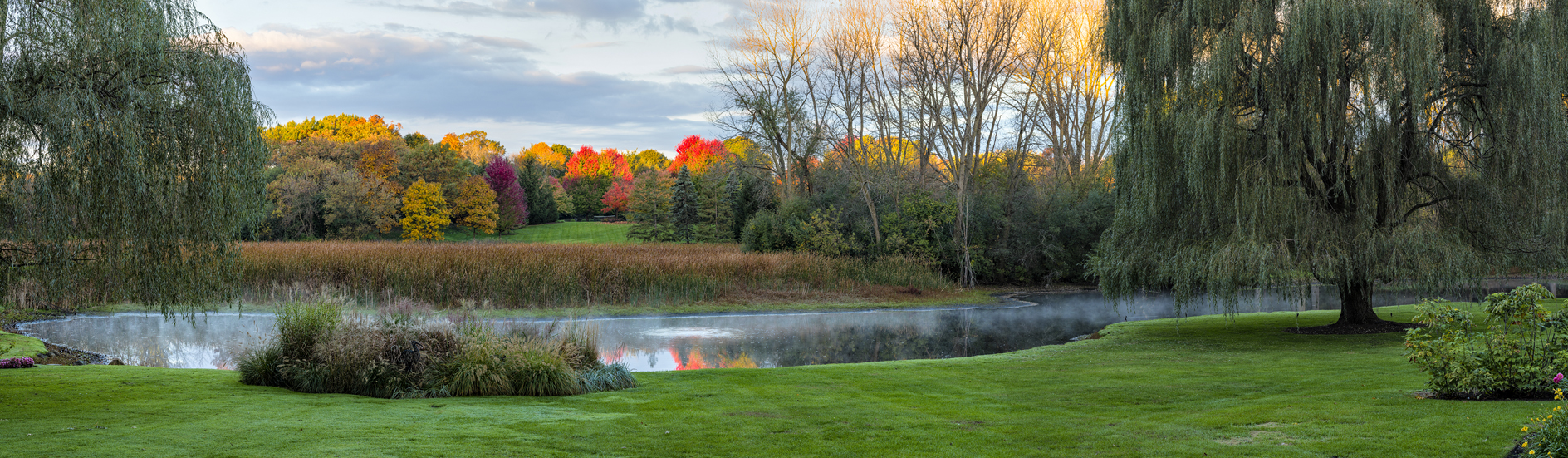 Weeping Willow Morning III