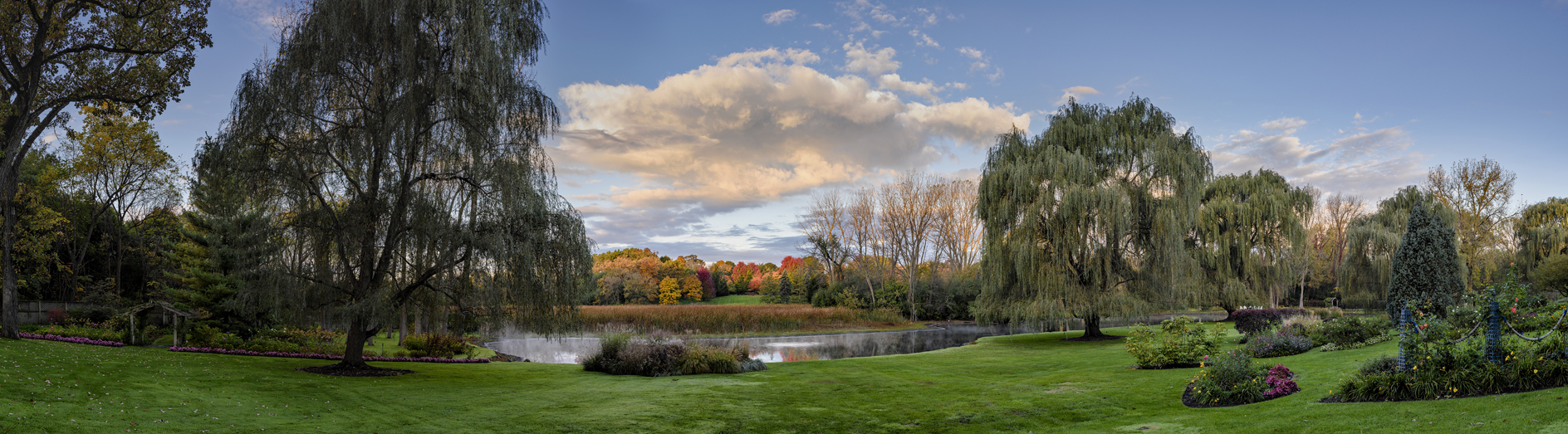 Weeping Willow Morning IV