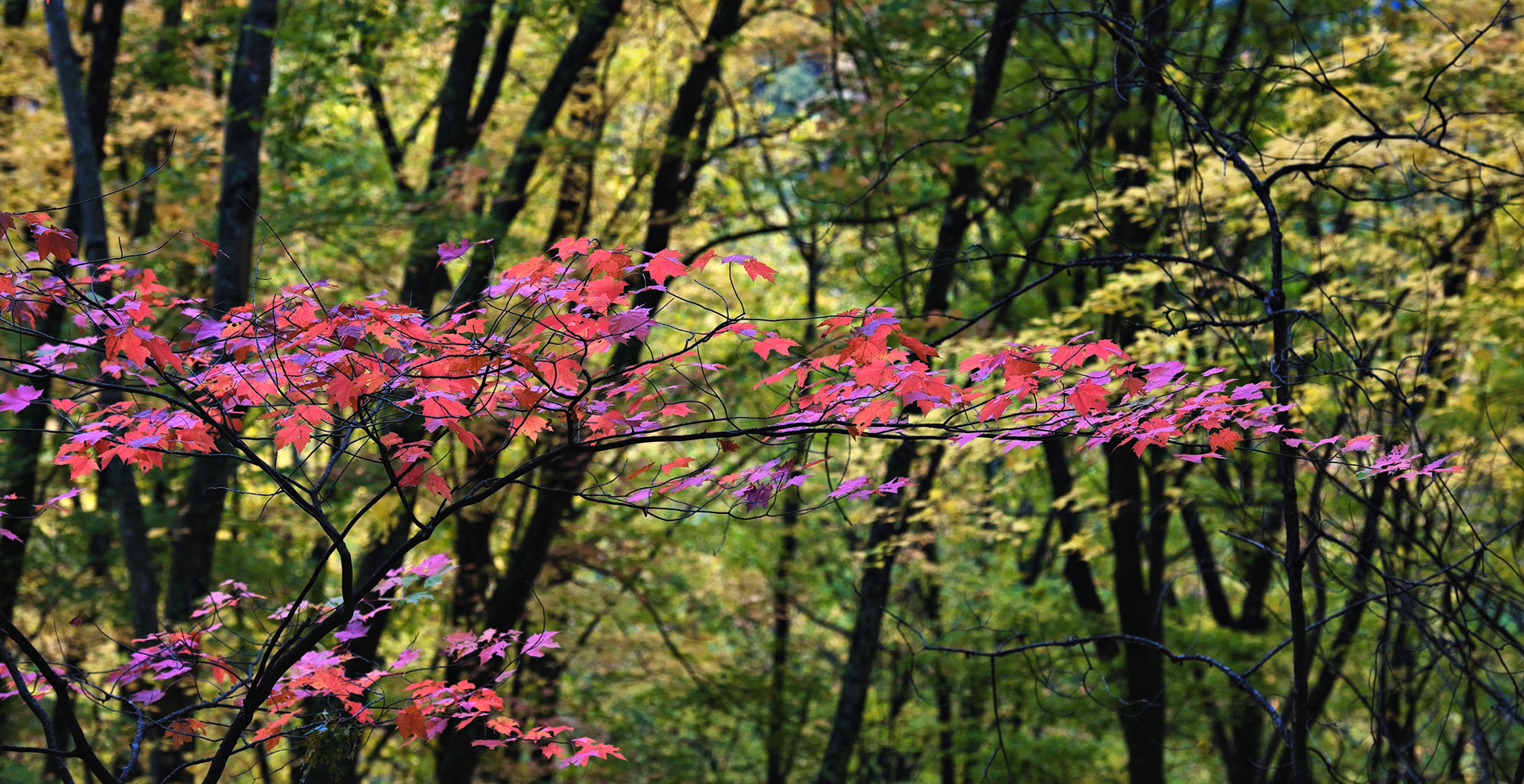 Welcome Interruption