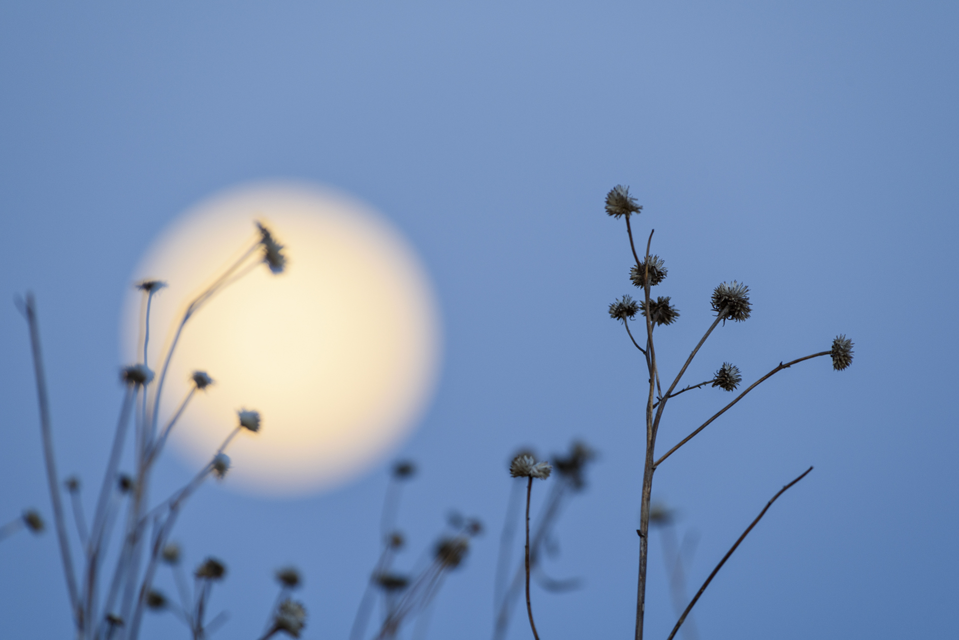 Well Past the Summer Moon